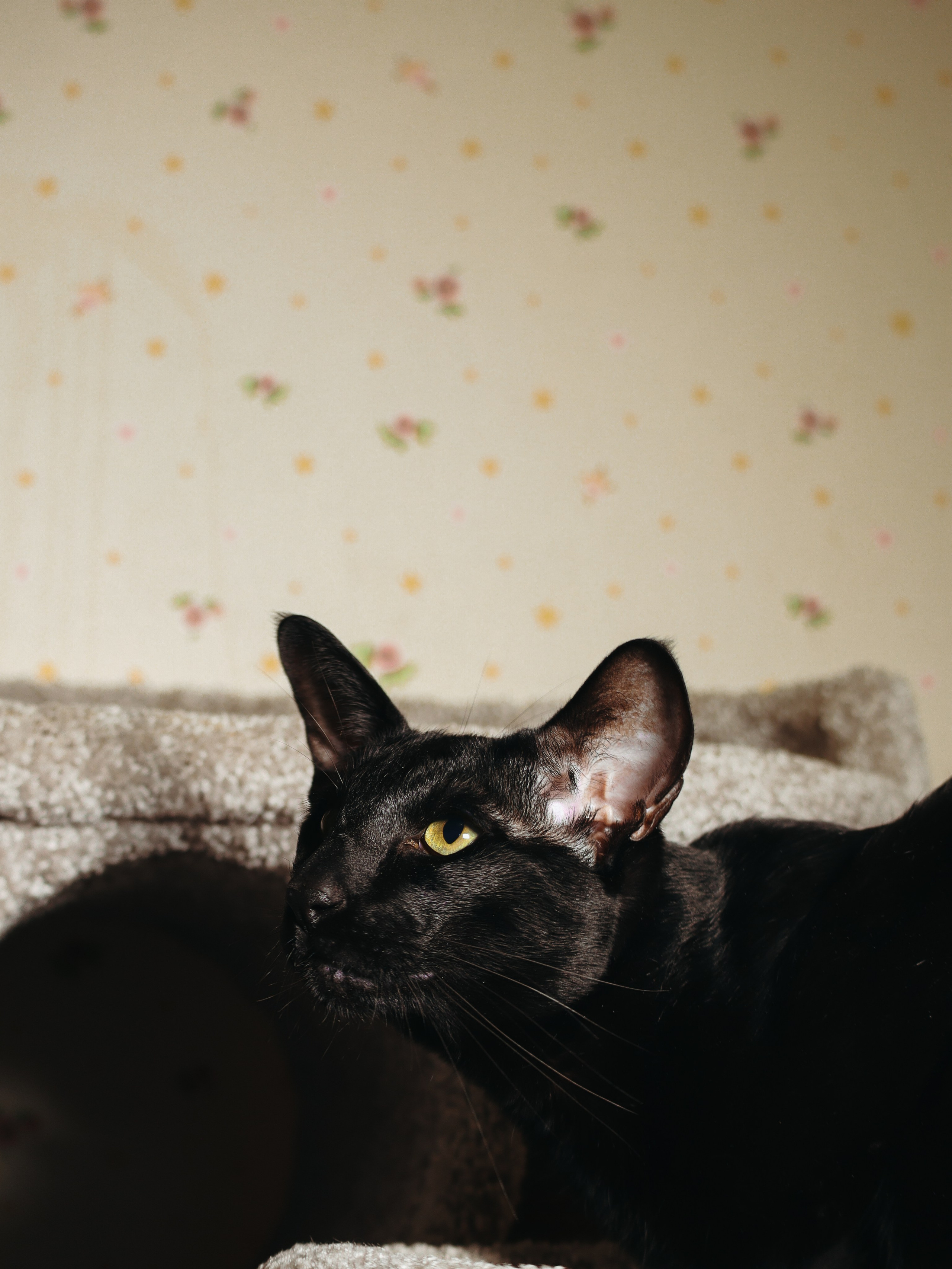 Питомцы. Кинематографичный фотограф, видеограф Лина Плешакова, Санкт-Петербург