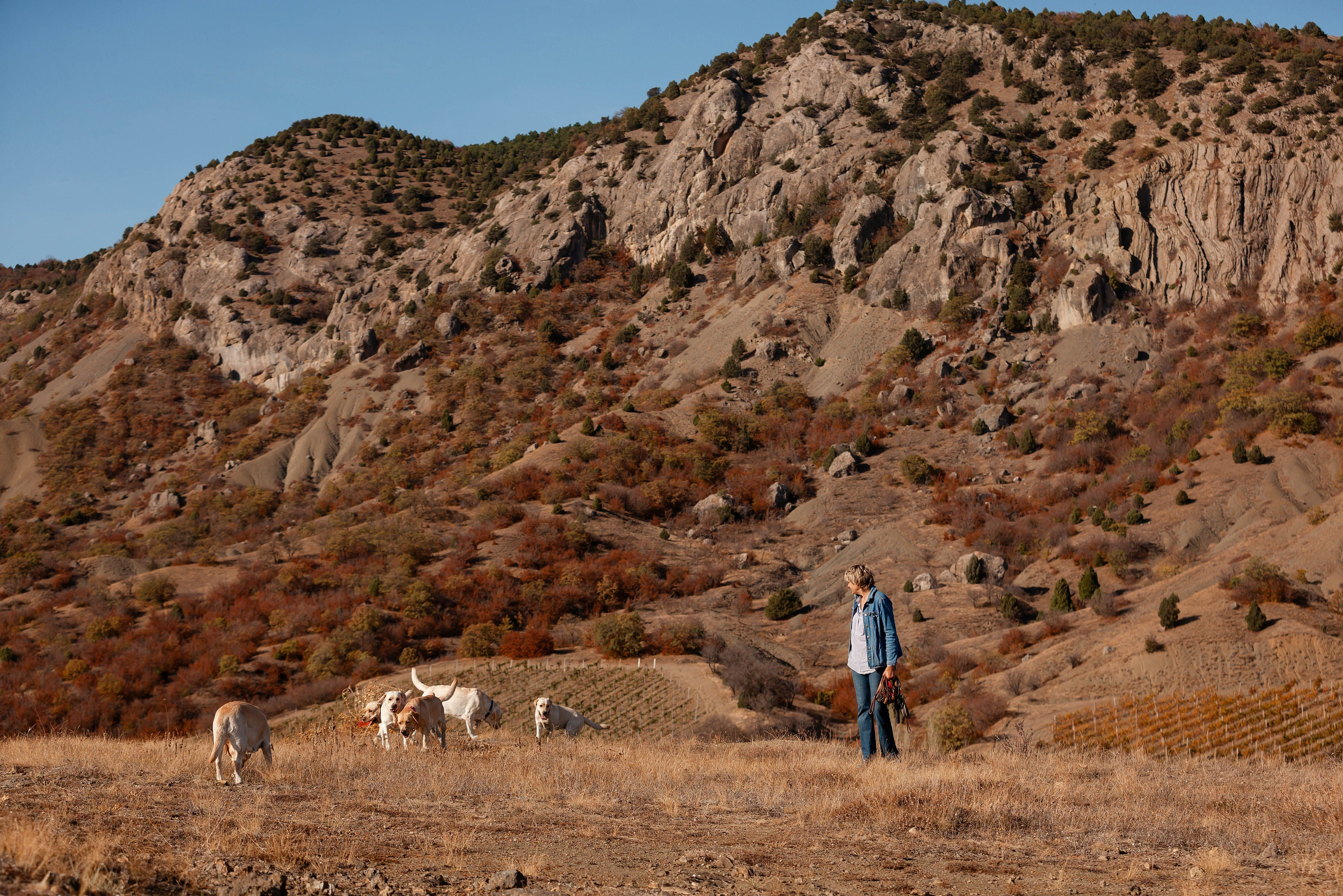 Лабрадоры и горы. Фотограф-анималист в Краснодаре Маша Мельникова