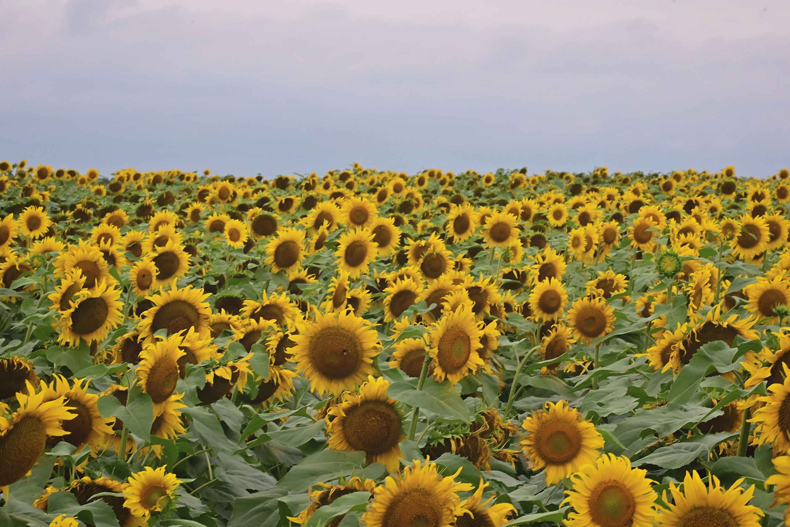 Поле с подсолнухами