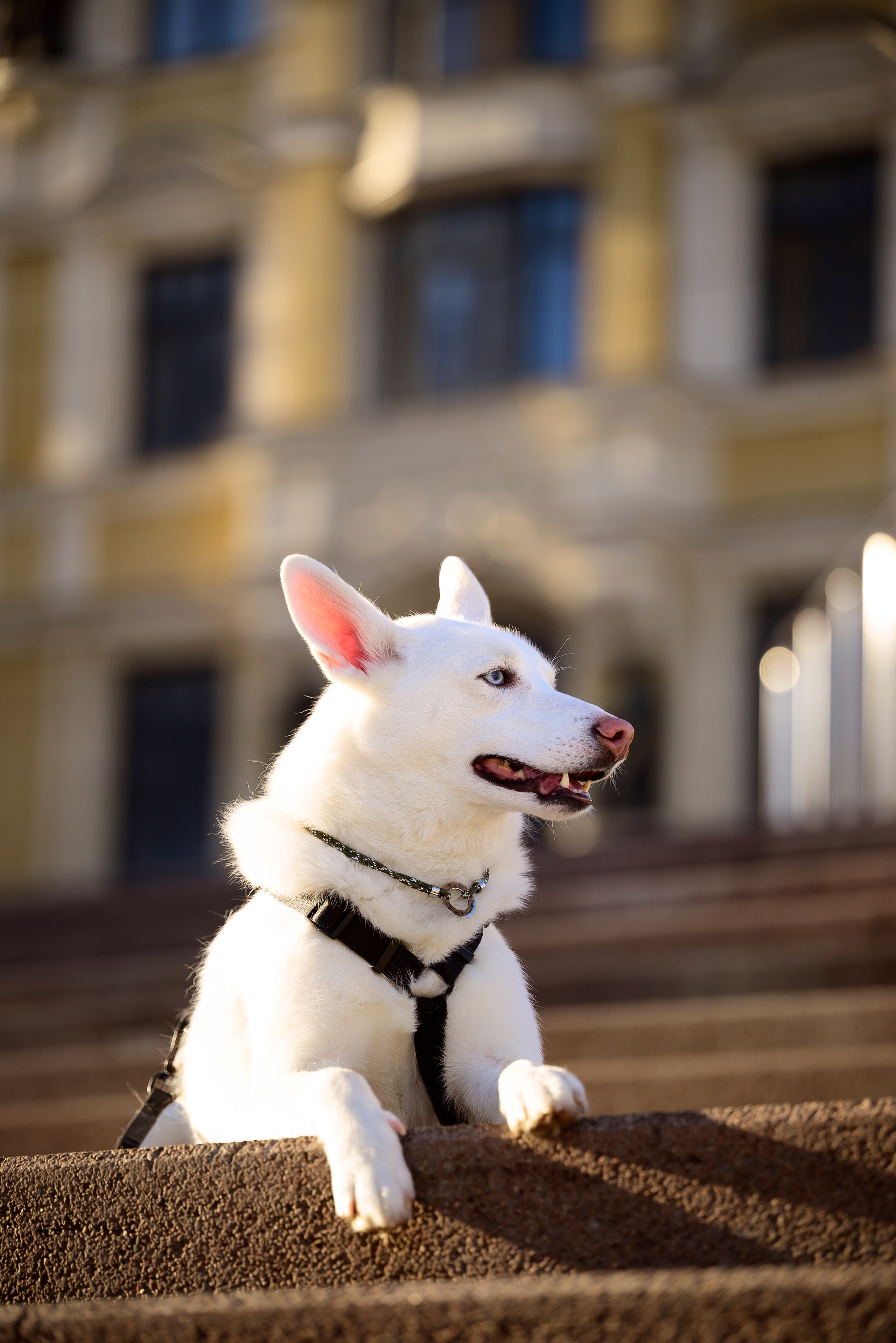 Geronimo.dogs. Мила Астахова