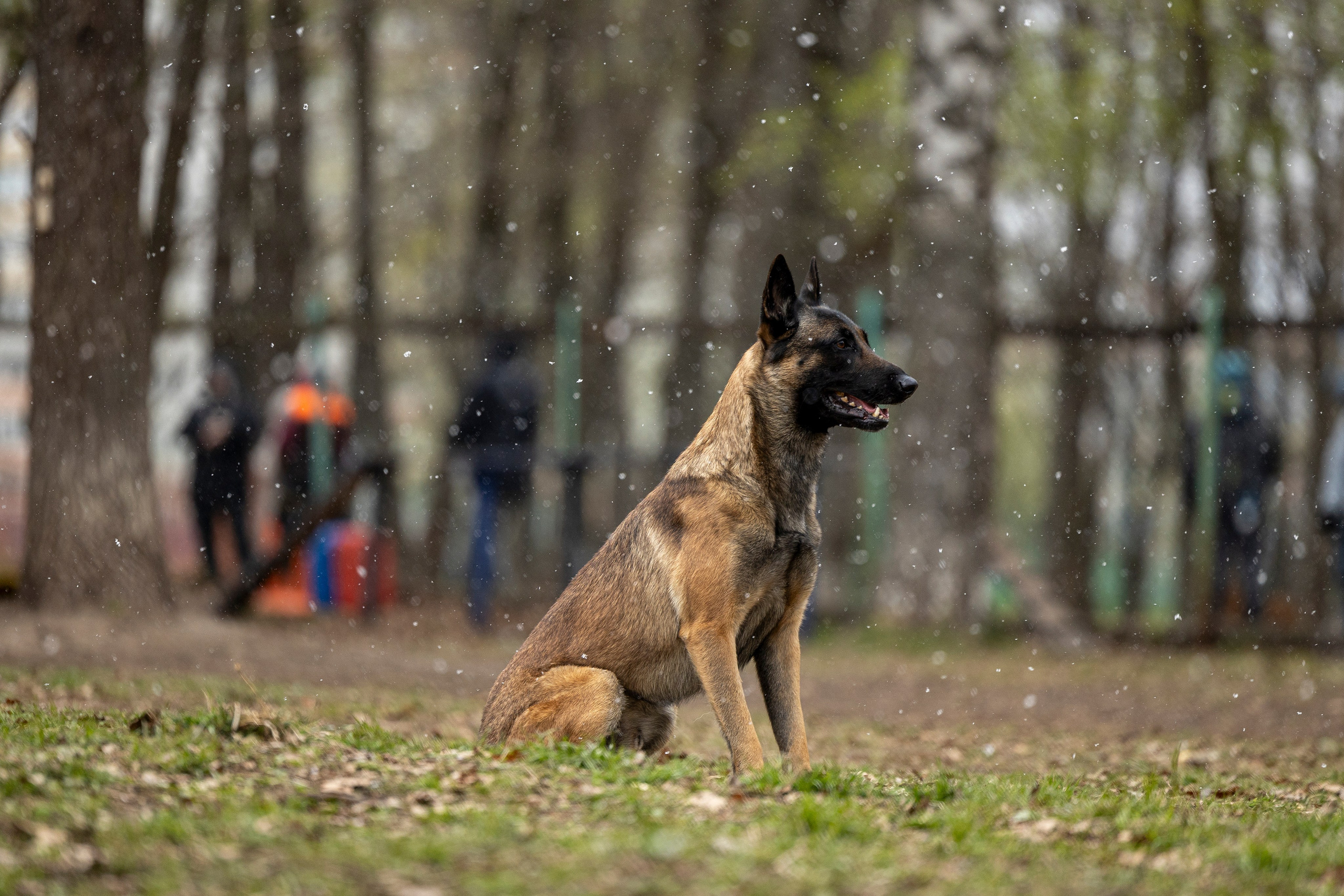 Квалификационные состязания по мондьорингу г. Вологда 11.05.24. Фотограф-анималист Анна Маринич