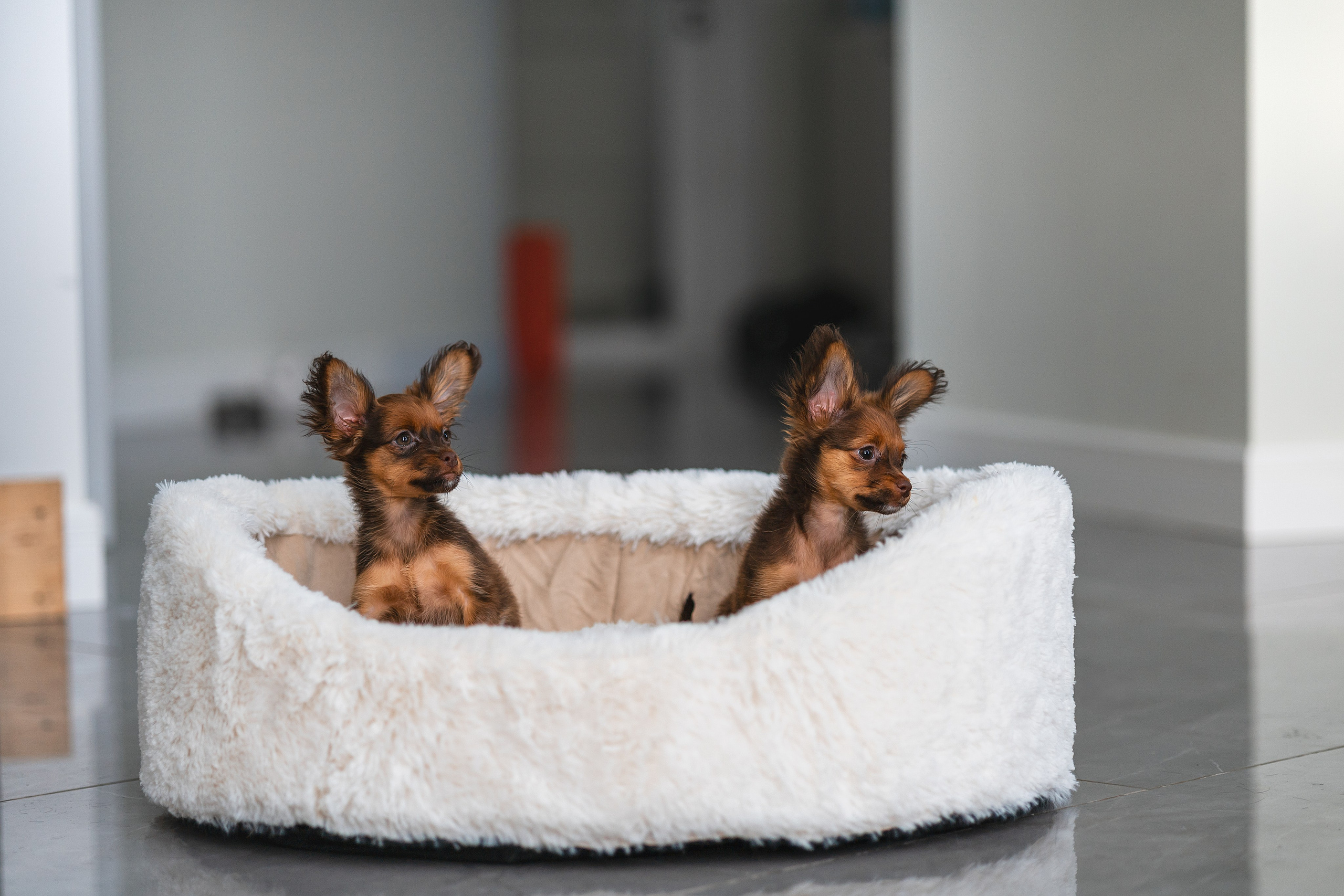 Малыши Той Терьер. Фотограф Анималист в Москве Анастасия Жучкова