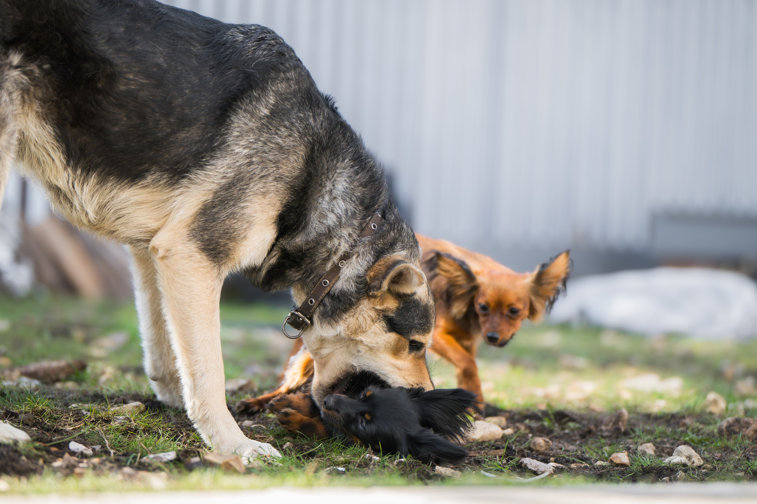 Домашняя съемка. Фотограф Анималист в Москве Анастасия Жучкова