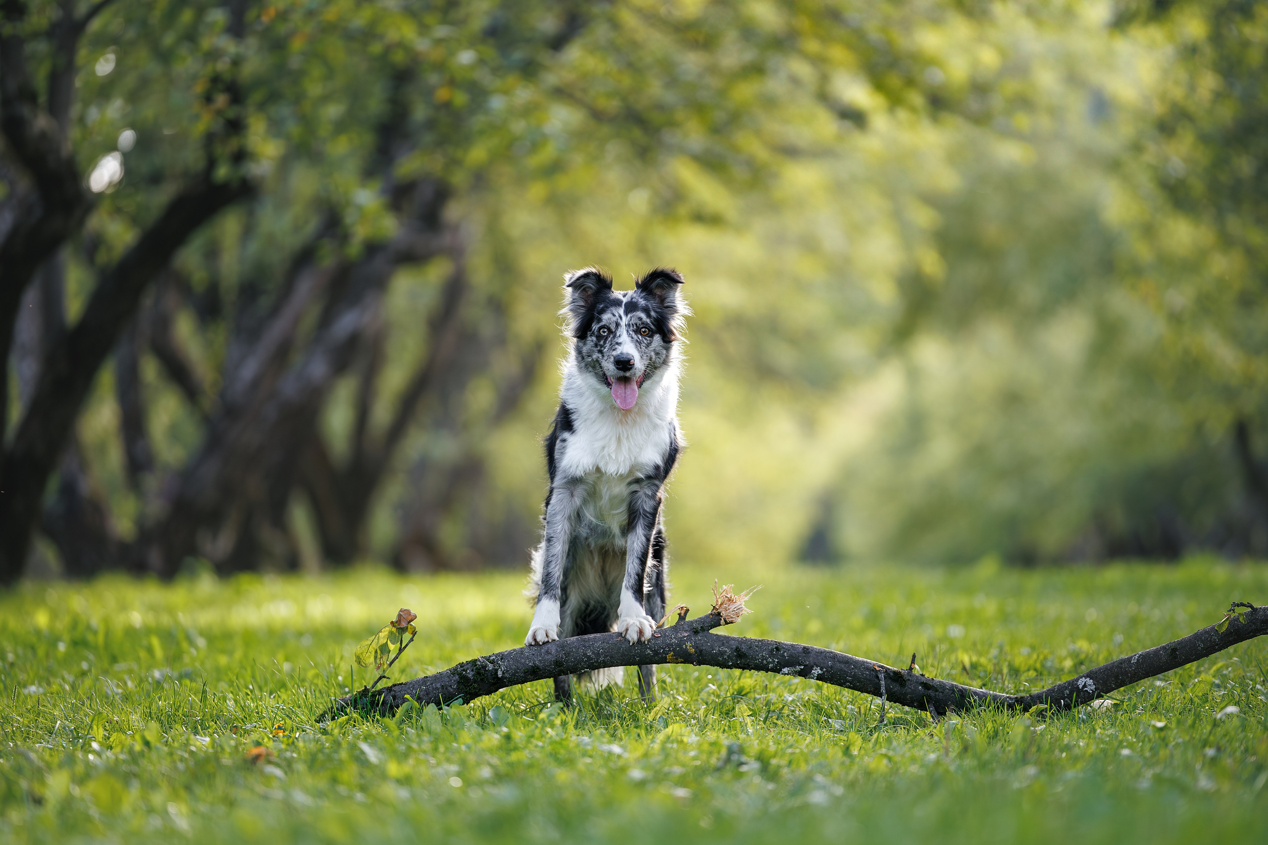 Бордер Колли. Фотограф Анималист в Москве Анастасия Жучкова