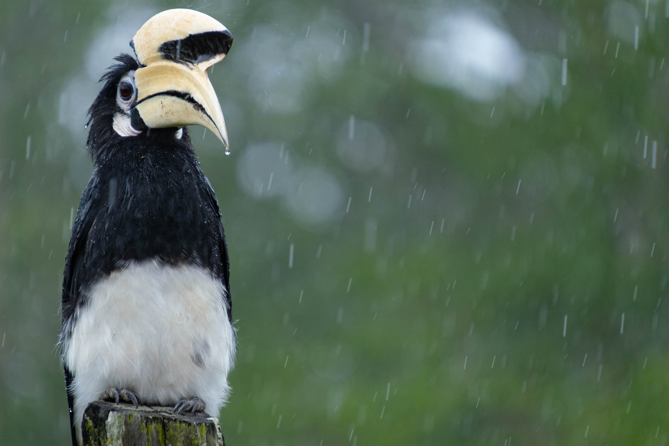 О. Борнео, г. Сандакан. В мире животных. Фотографии из путешествий