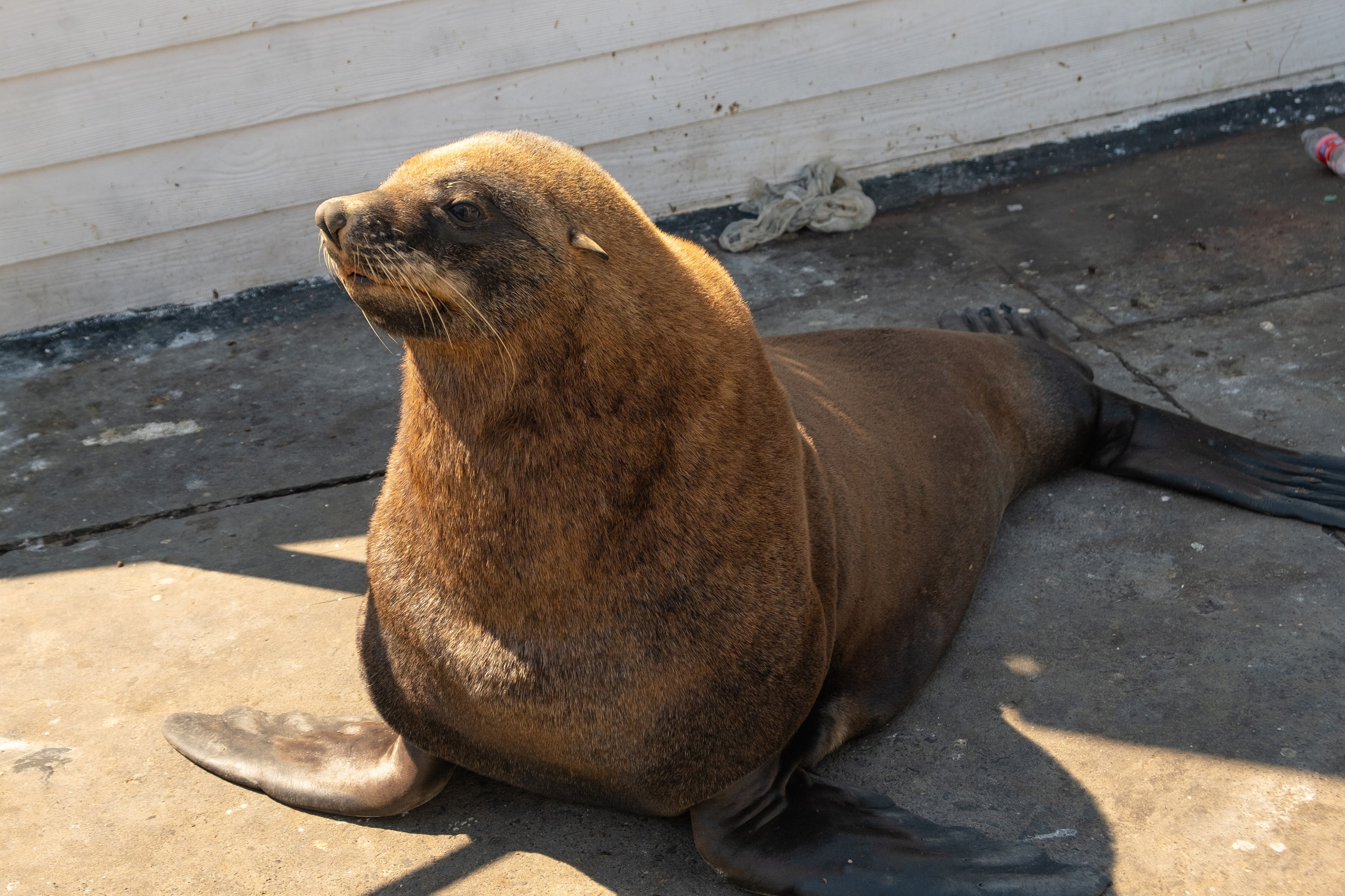Морские котики и закат. Фотографии из путешествий
