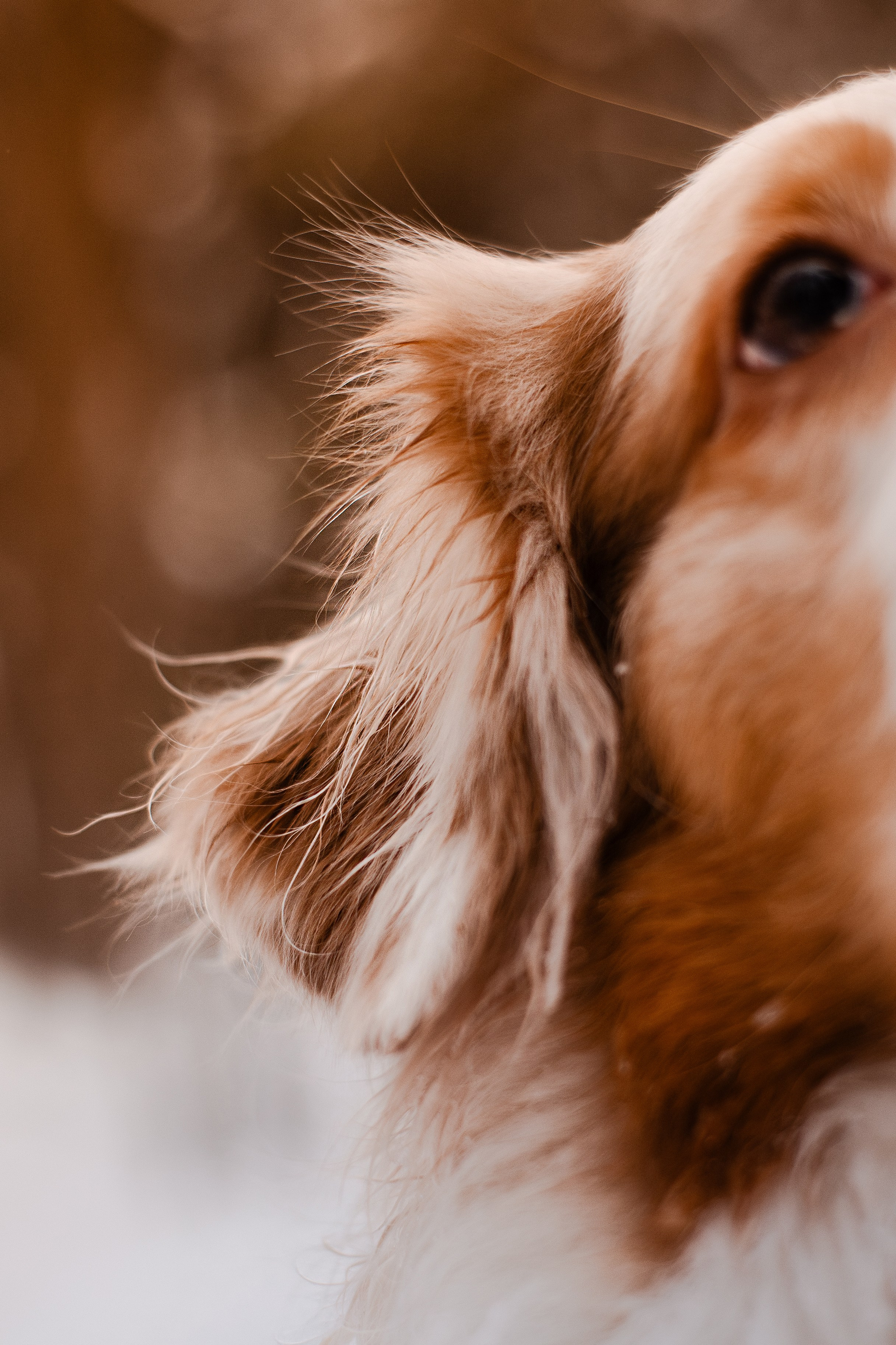Юля и Ума. Фотограф-анималист Мария Баркевич | Москва