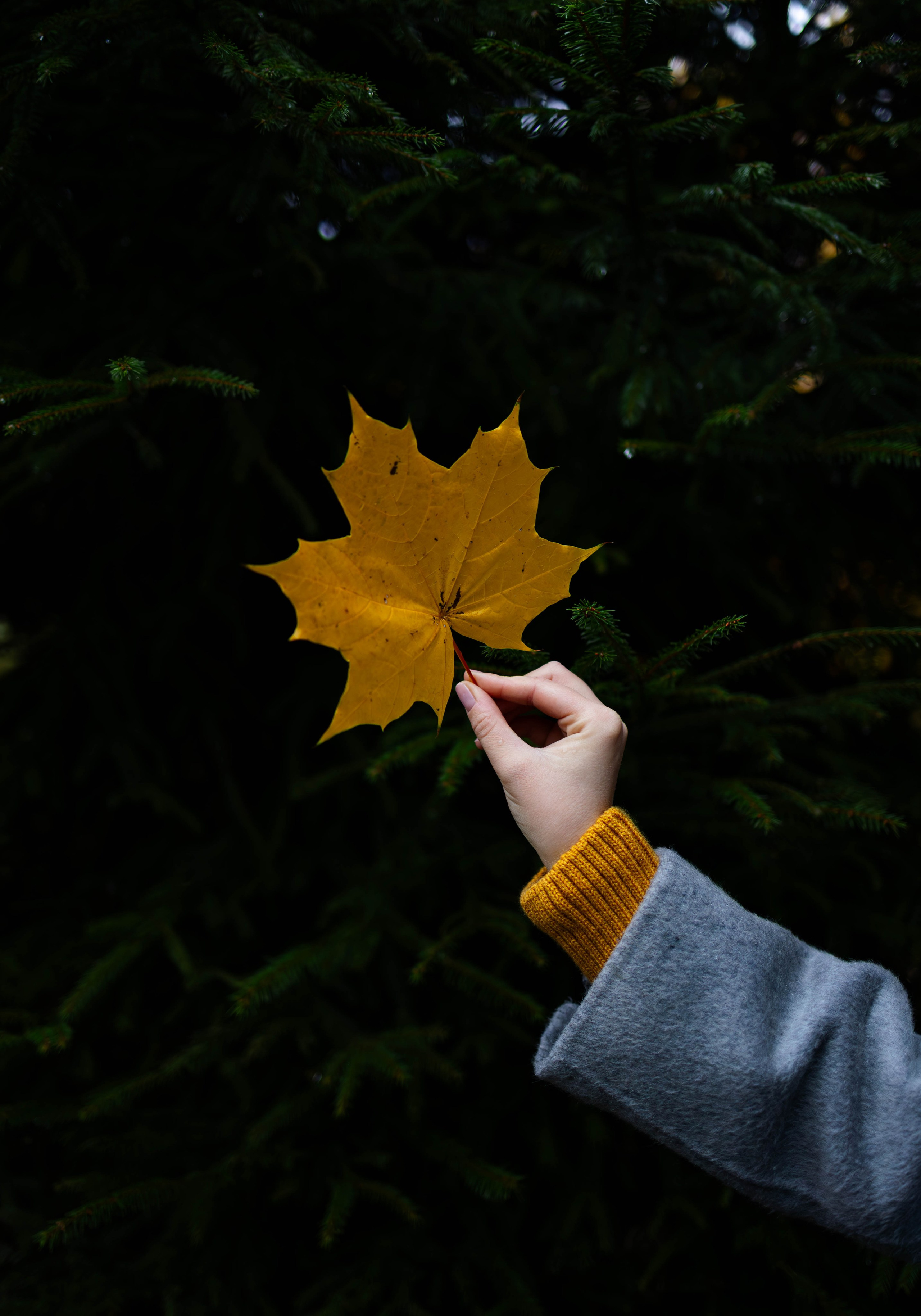 Марина. Индивидуальный и парный фотограф в Санкт-Петербурге Юлия Поротникова