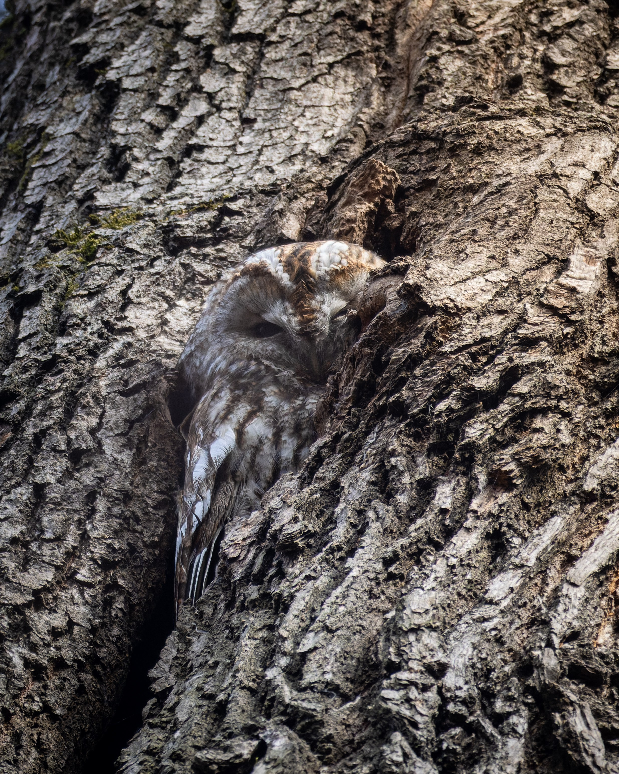 Voronezh 2025. Anton Chernov | Wildlife photographer