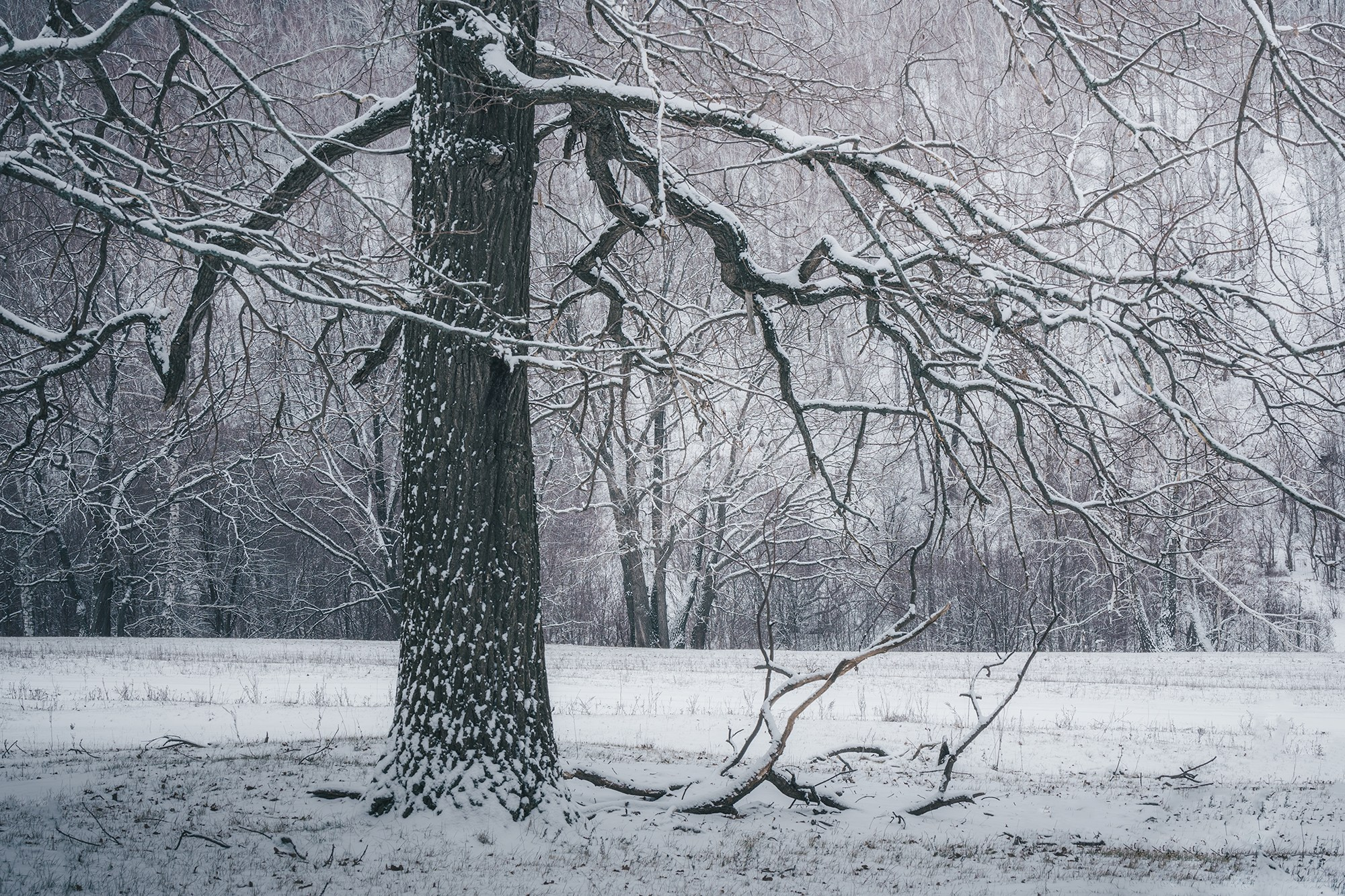 Зимний лес. Пейзажный фотограф Руслан Лукманов