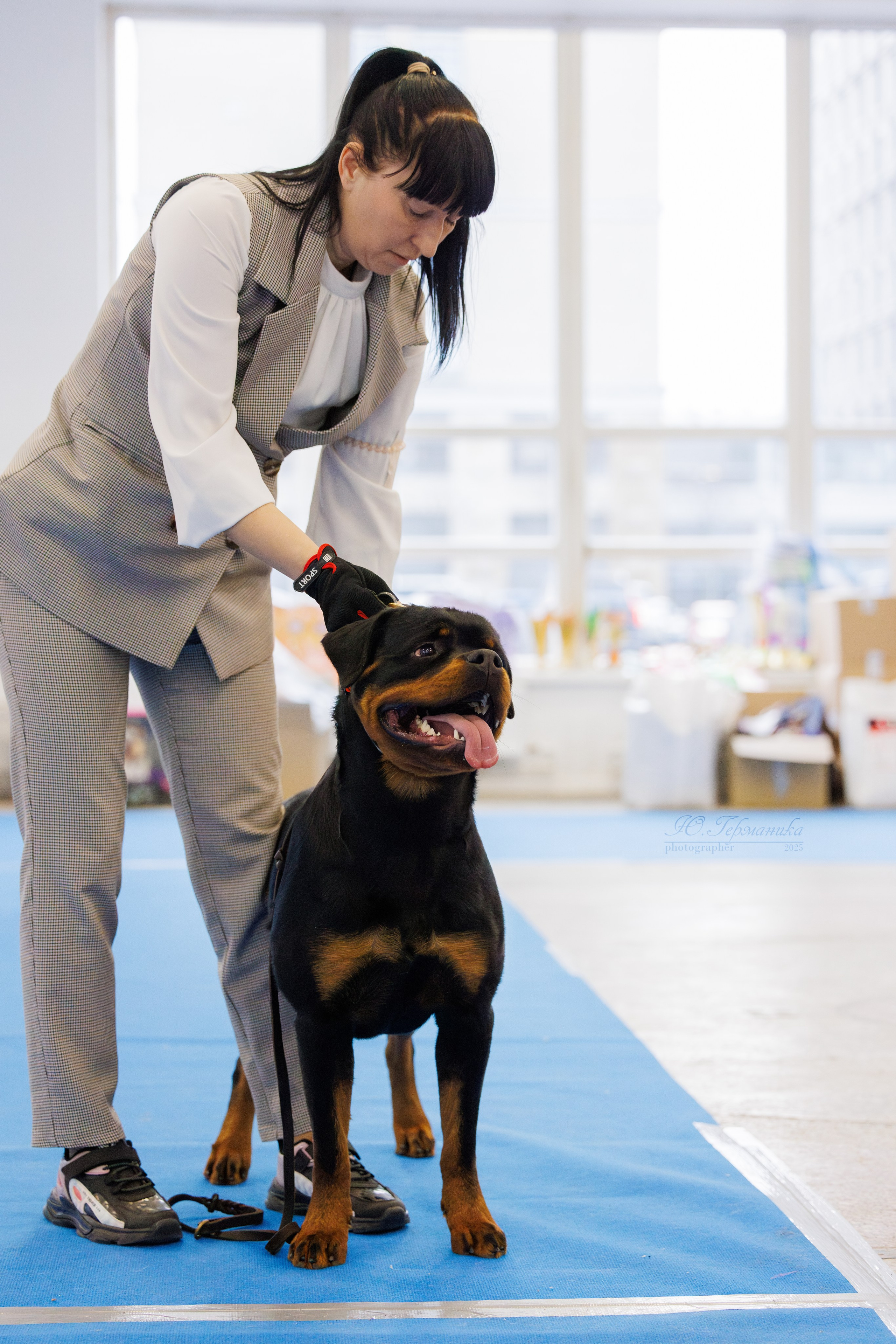 Питер ротвейлеры 18.01,Крокус 19.01.2025. Фотограф-анималист Юлия Германика