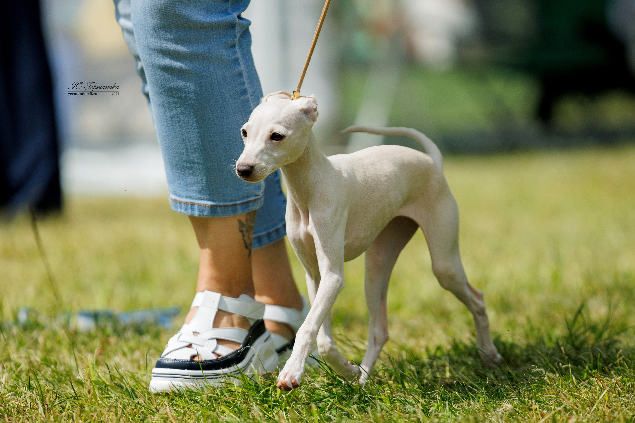 Ярославль 21.07.24 и Балашиха 13.07.24. Фотограф-анималист Юлия Германика