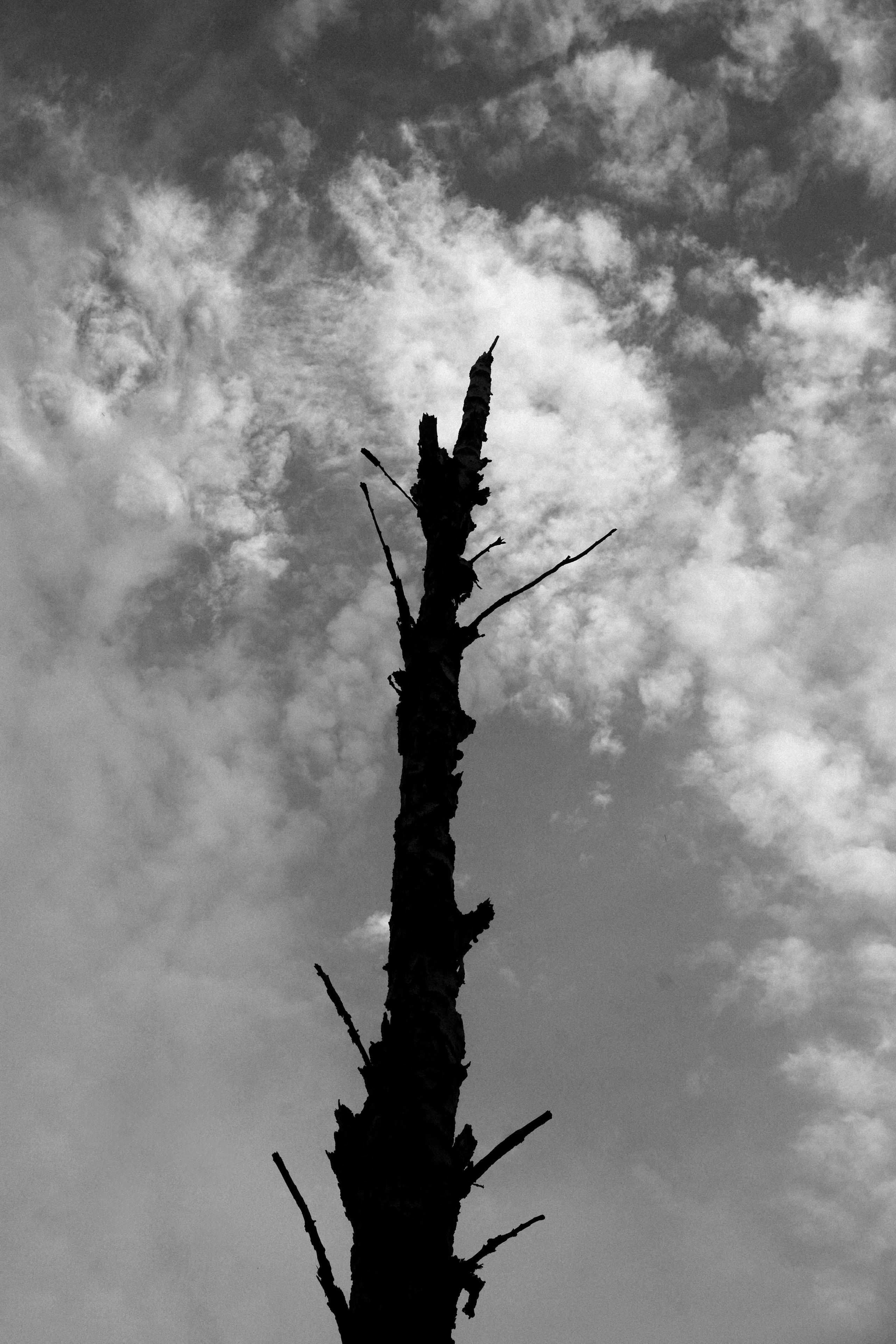 Лес. Veronika Popadeikina Photographer