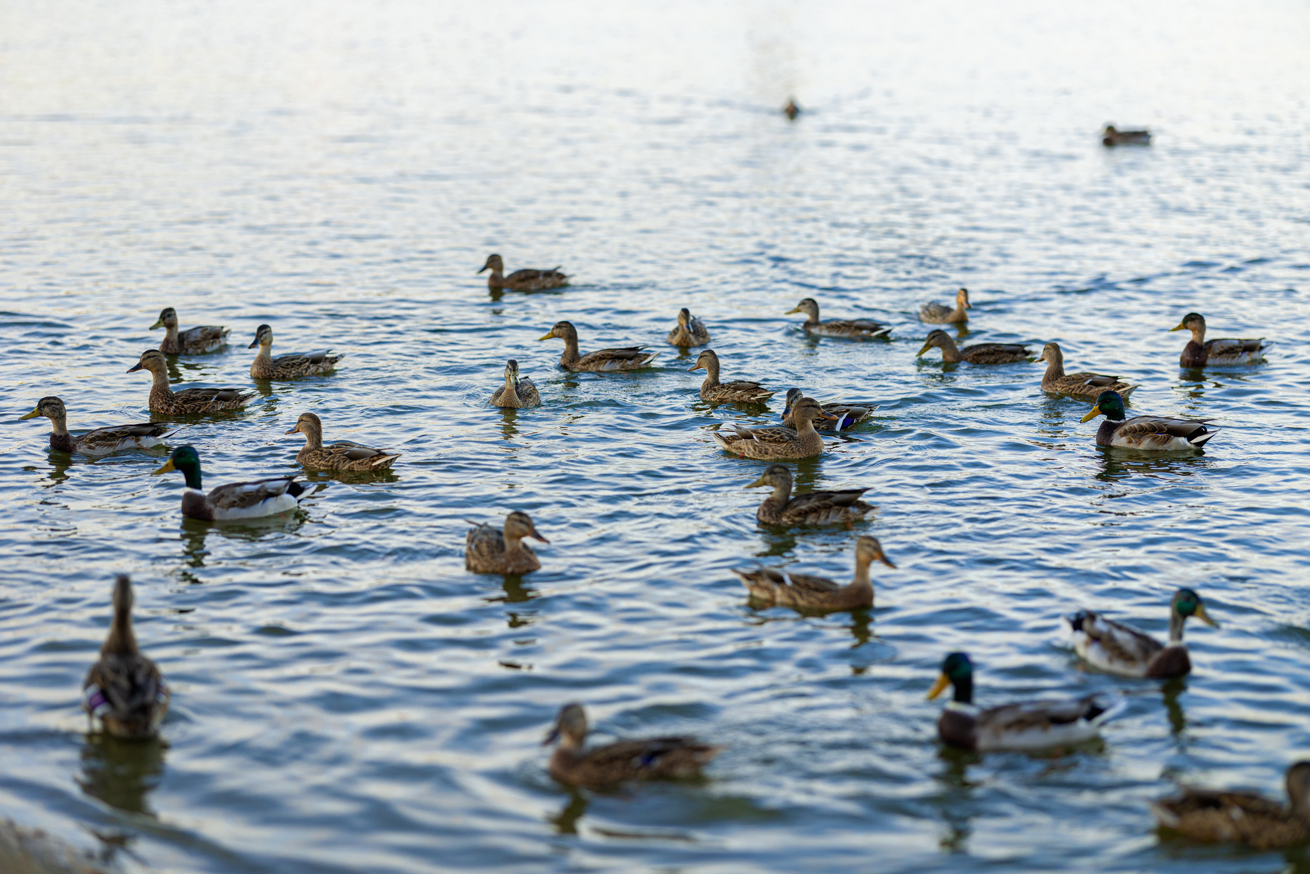 Девочка осенью возле озера с собакой 