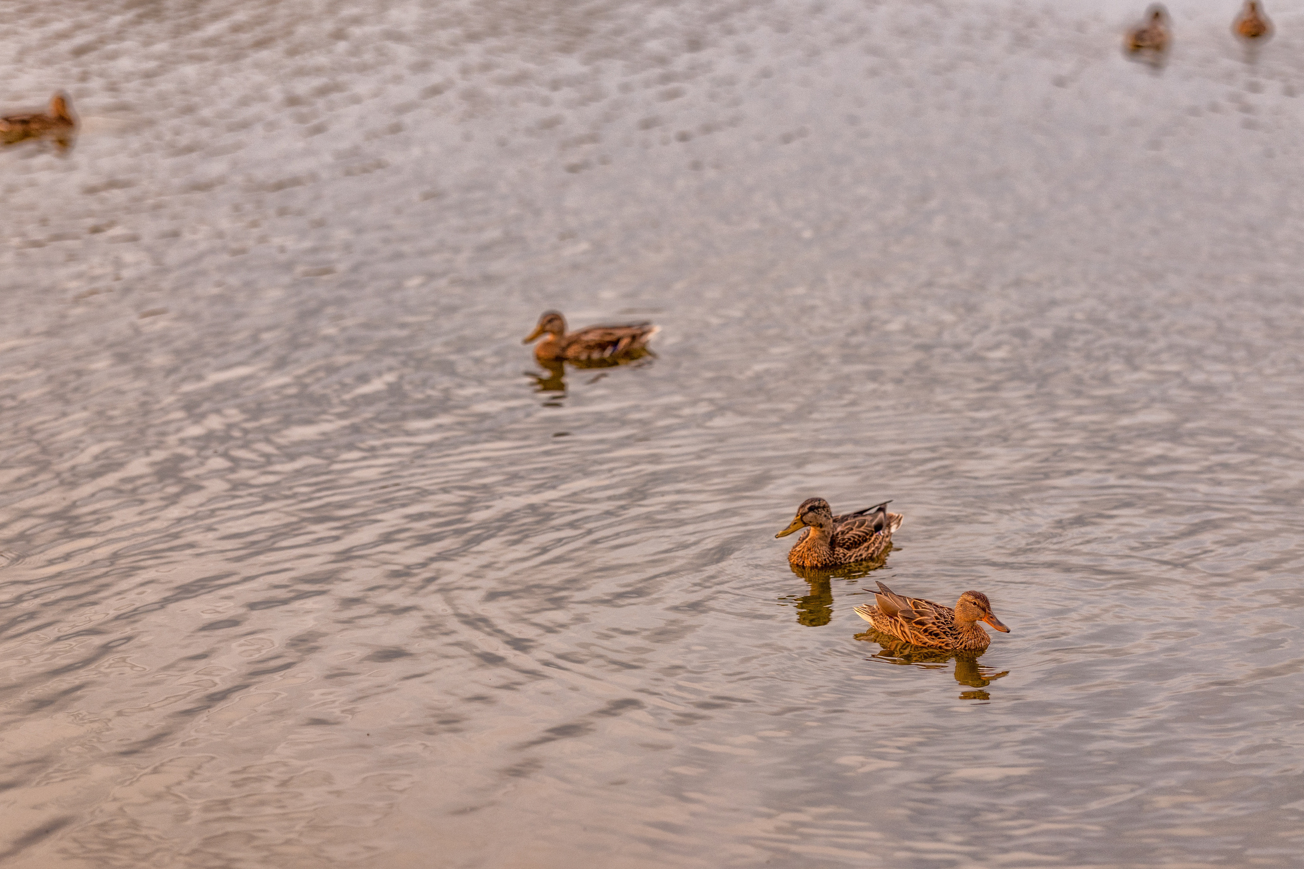 Уточки на озере