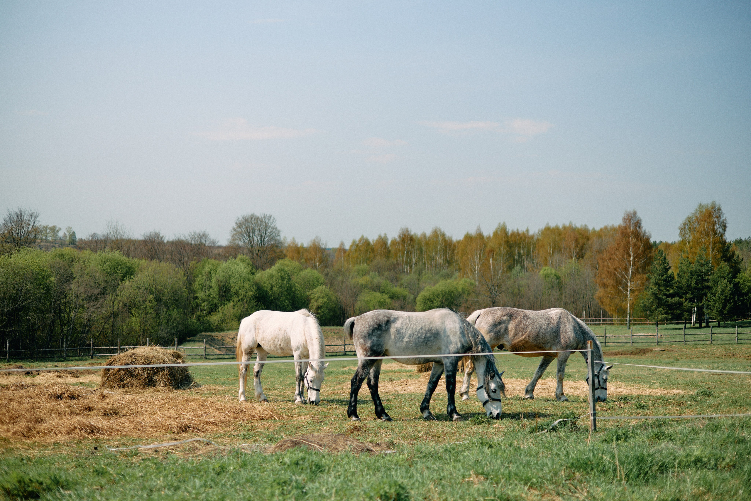 Бутик-отель Поле летом. Профессиональный Фотограф во Владимире, в Москве и в Суздале — Полина Романычева