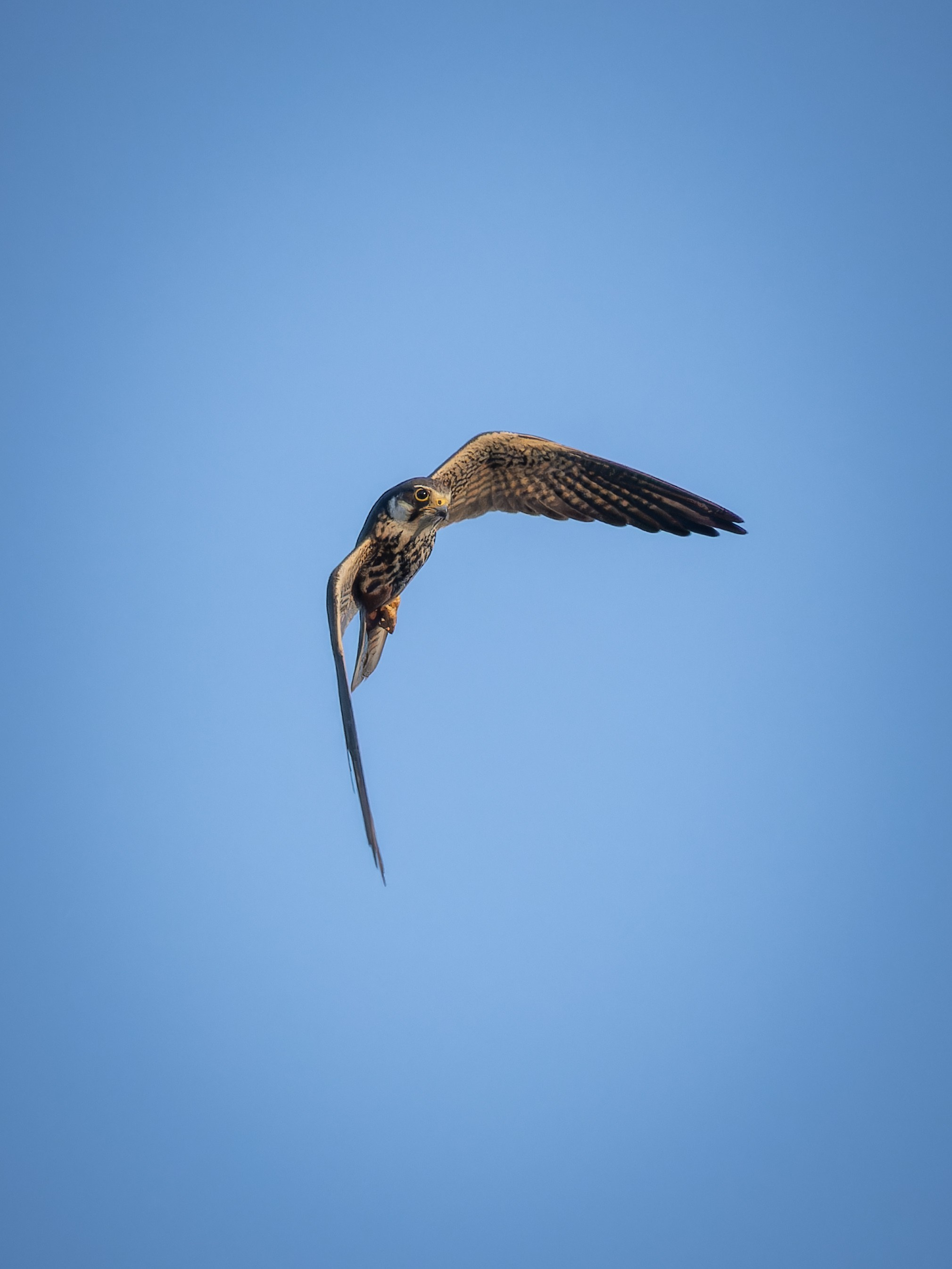 Cyprus 2023. Anton Chernov | Wildlife photographer