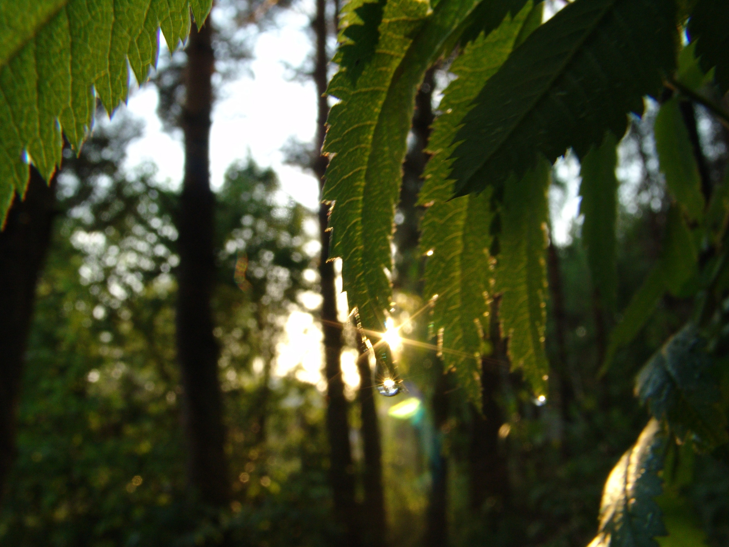 Приезд КС 2005. Заставка