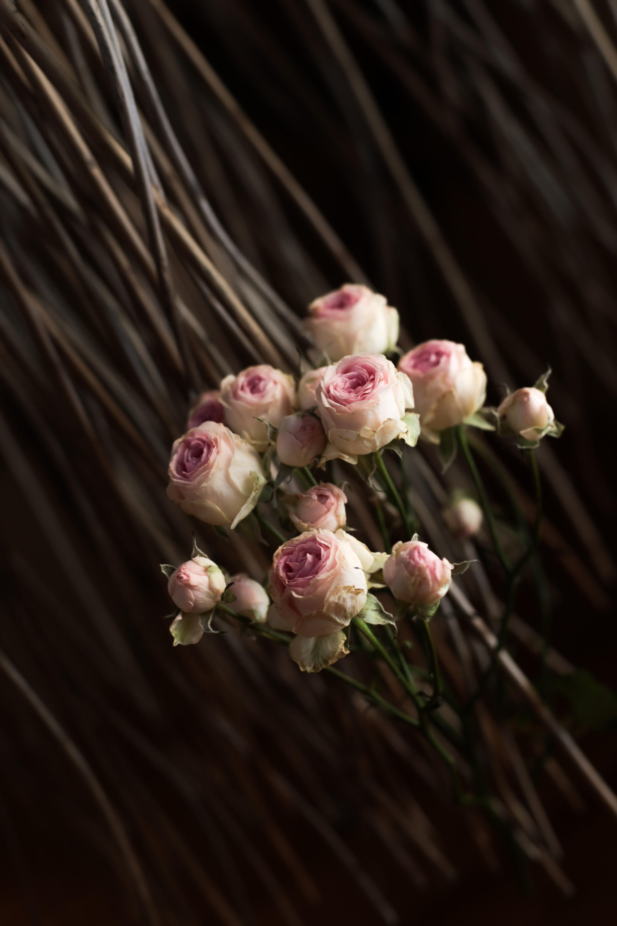 Предметная съемка. Фотограф в Петрозаводске Вероника Манакова
