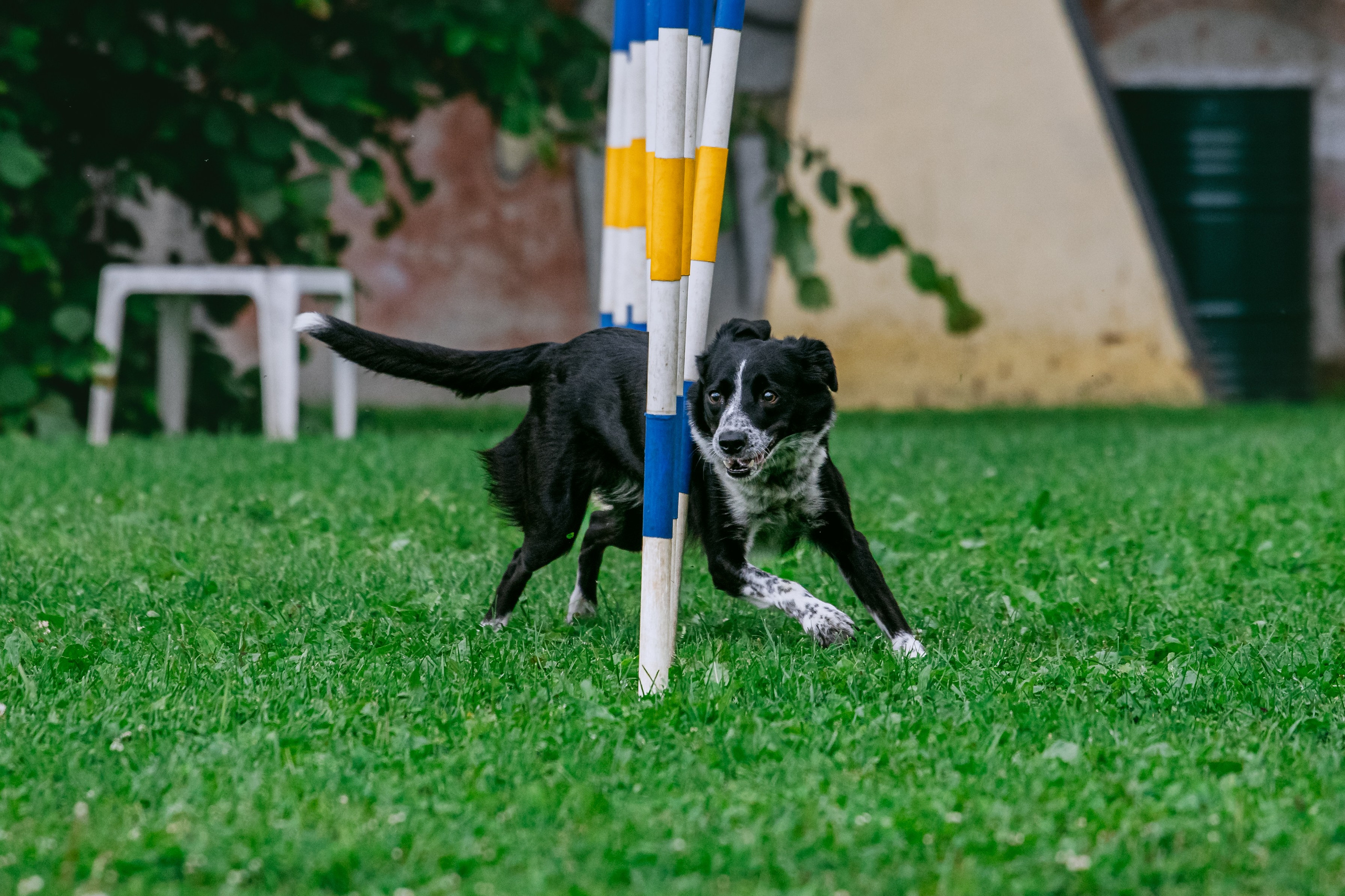 Соревнования по аджилити Долгопрудный 30.06.2025. Фотограф-анималист Татьяна Степанова