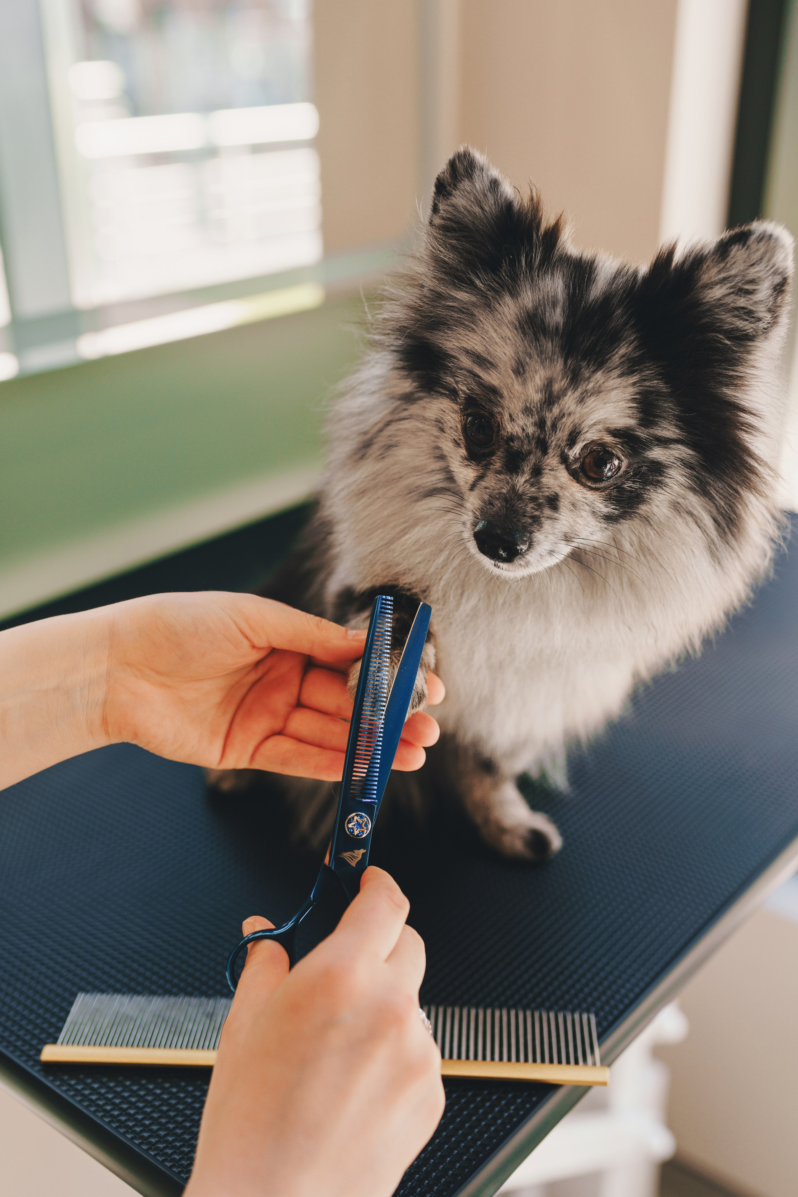 Груминг-салон. Фотограф анималист Осипчикова Мария