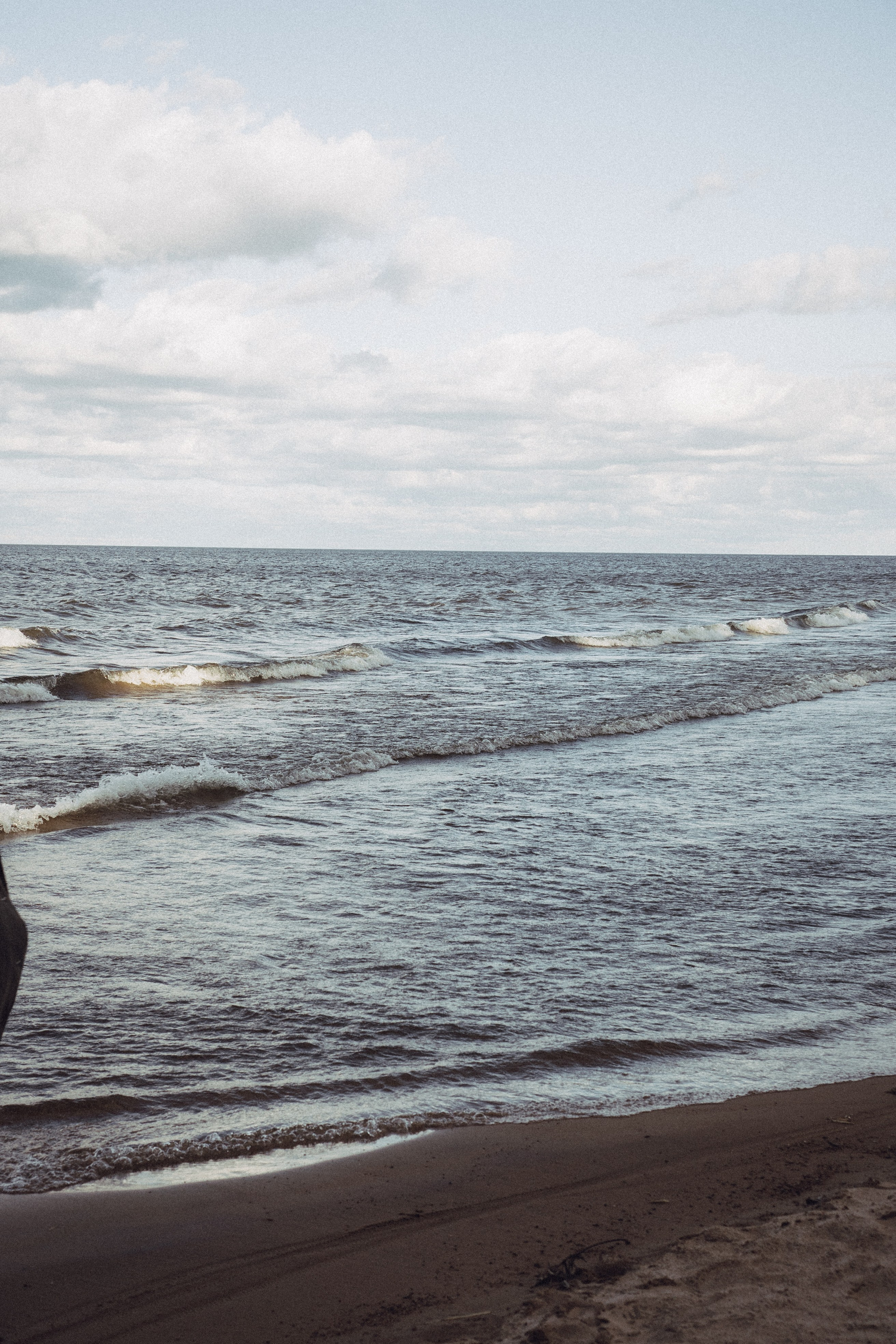 Розы. Профессиональный фотограф, Санкт-Петербург — Виктория Богомолова