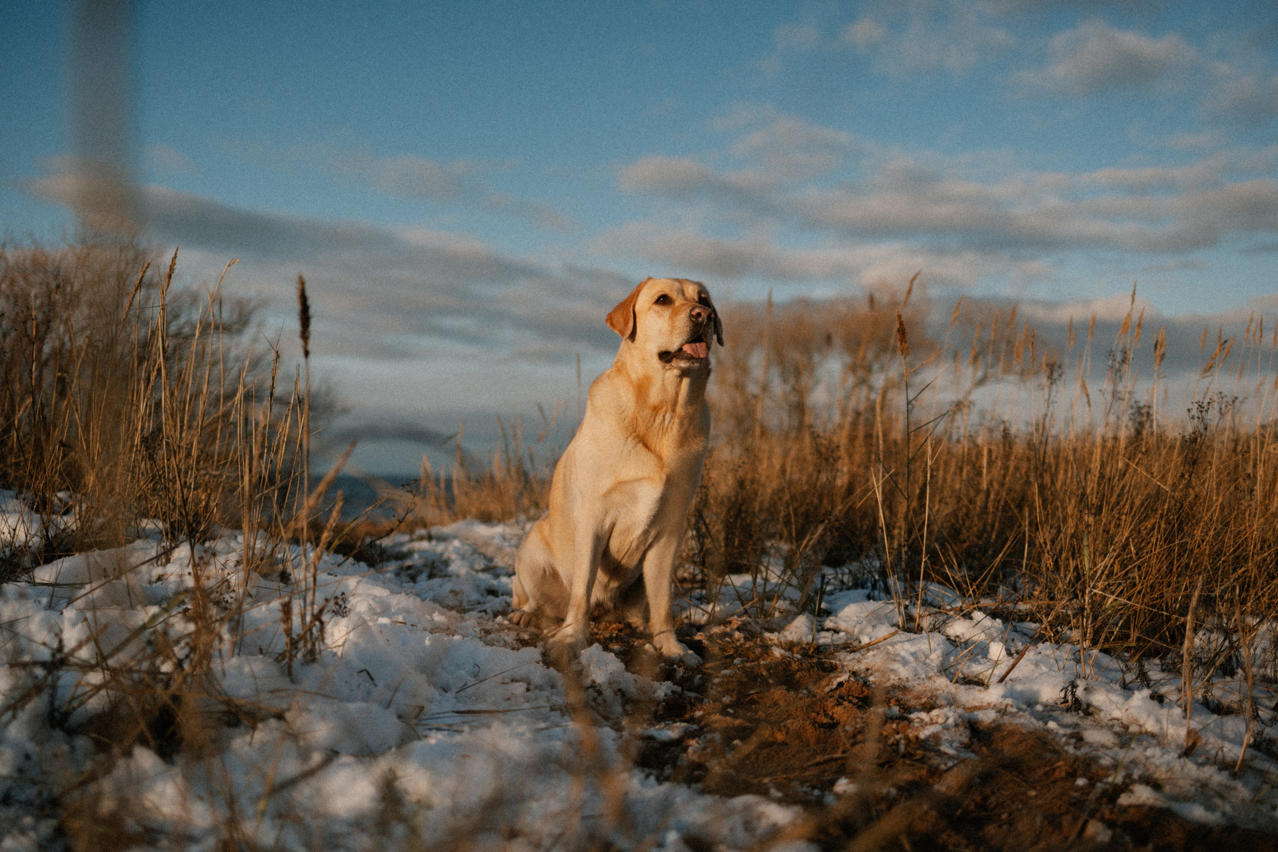 Ирина и Бася. Фотограф — Анималист | Санкт-Петербург