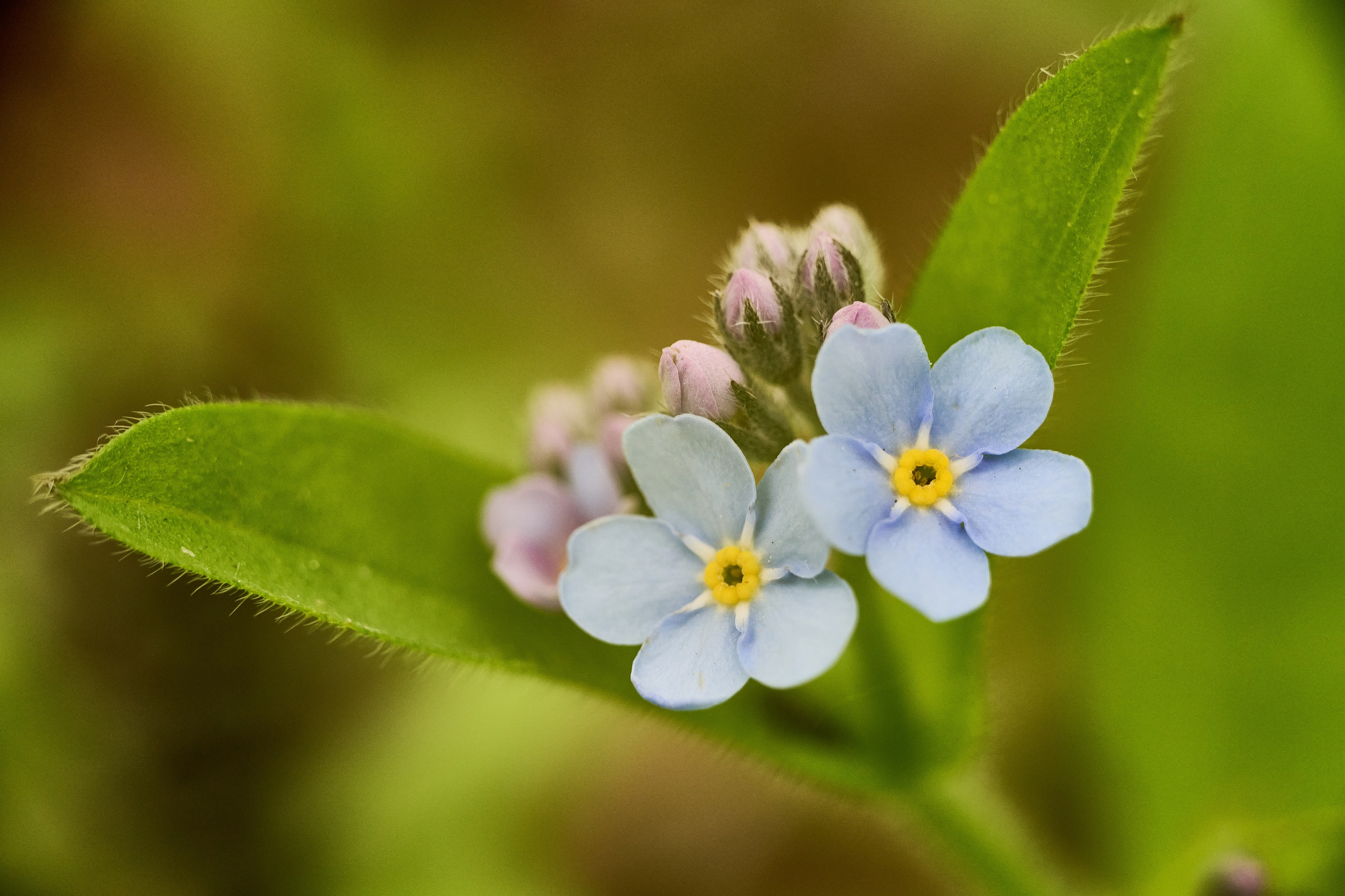 Фотографии цветов. Фотограф роман Адлер. 