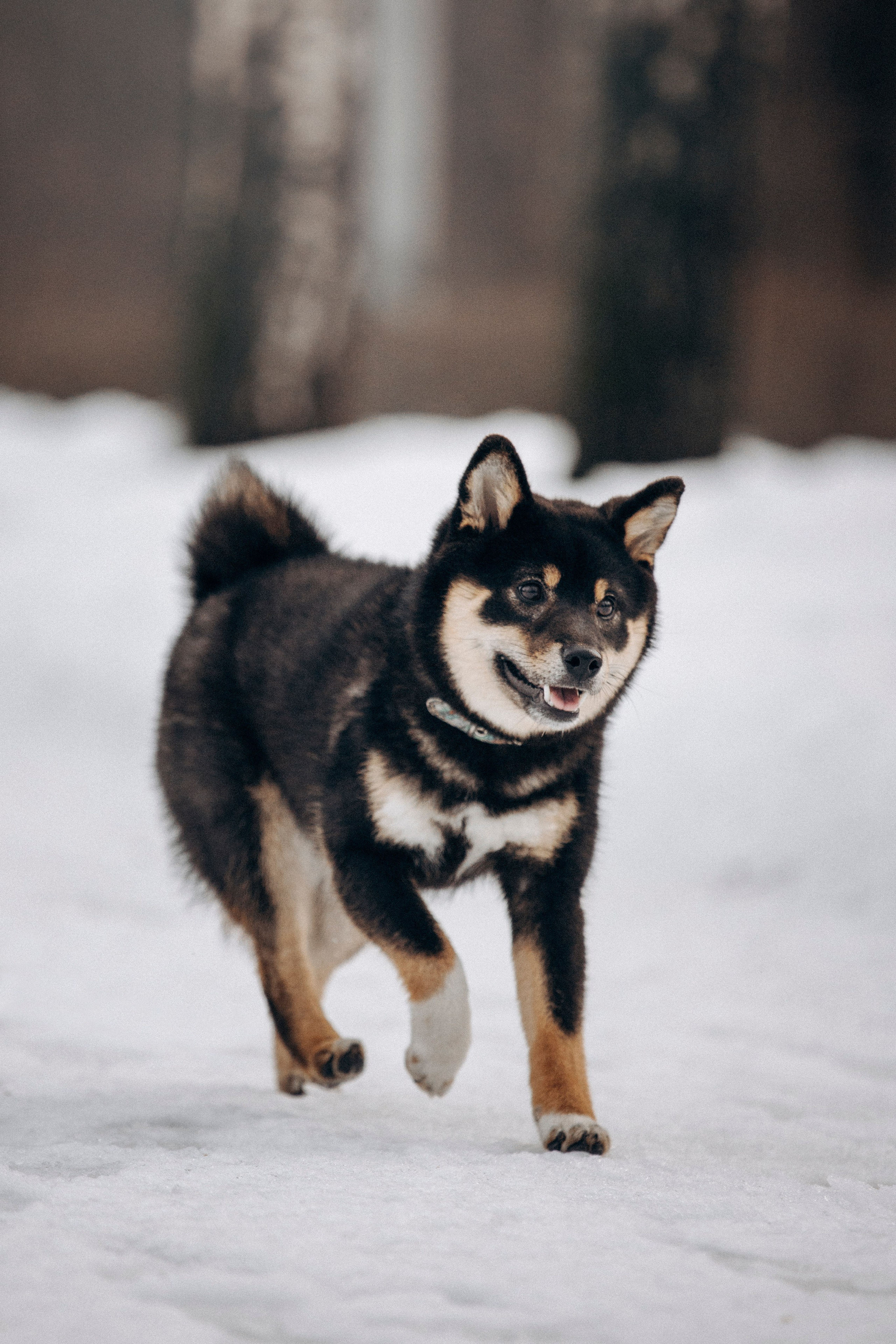 Дарья и Мики. Фотограф — Анималист | Санкт-Петербург
