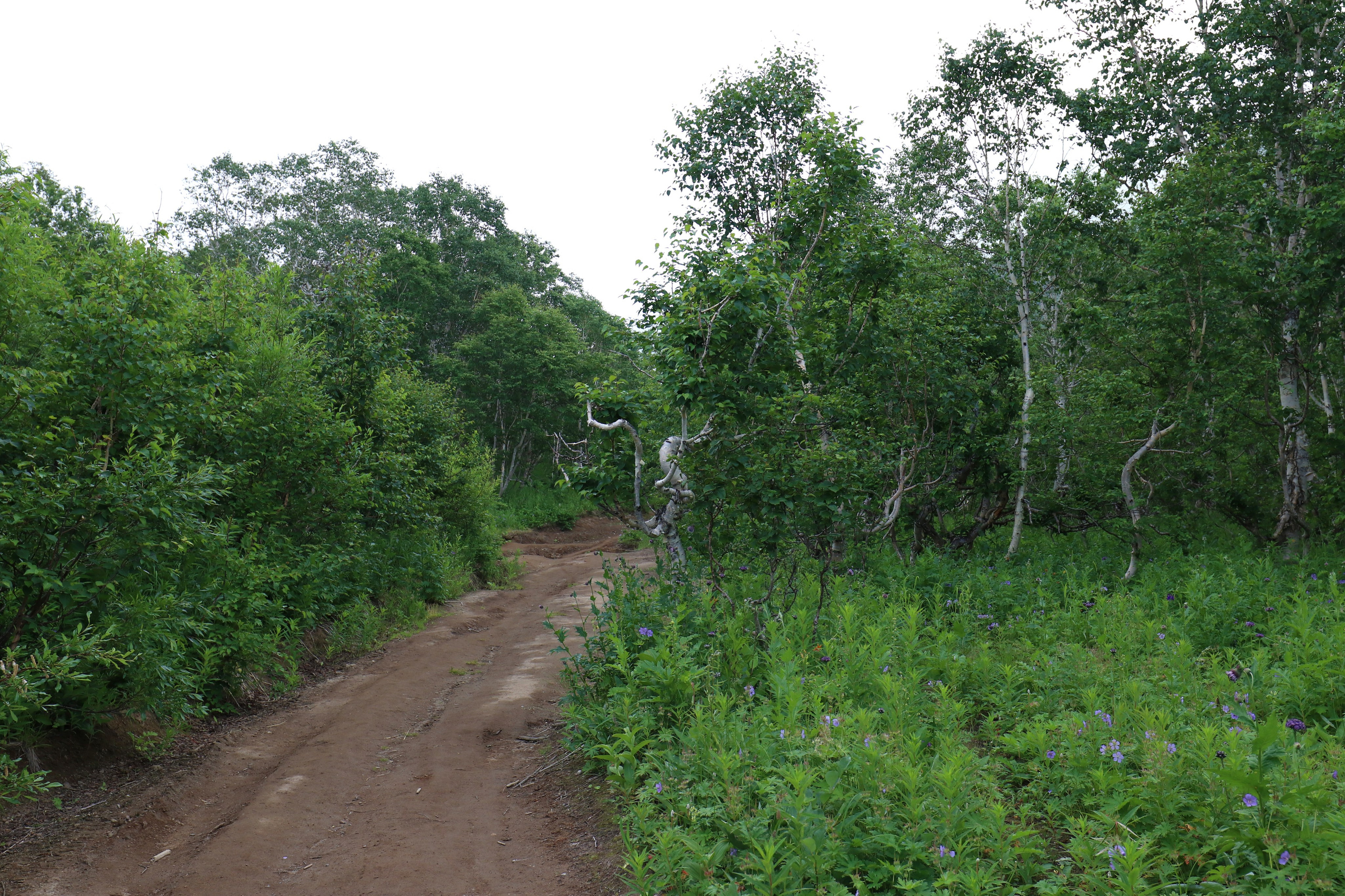 Камчатка и о. Парамушир. Июль 2024. Путешественник-фотограф из Санкт-Петербурга Татьяна Свистулина