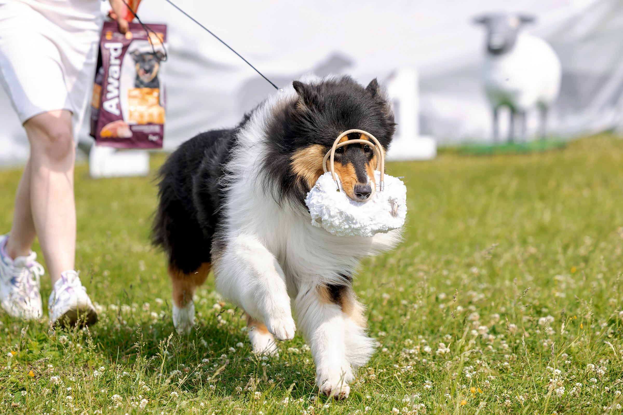 12 июня 2025, Выставка РКФ, Пермский край. Htykk_photo