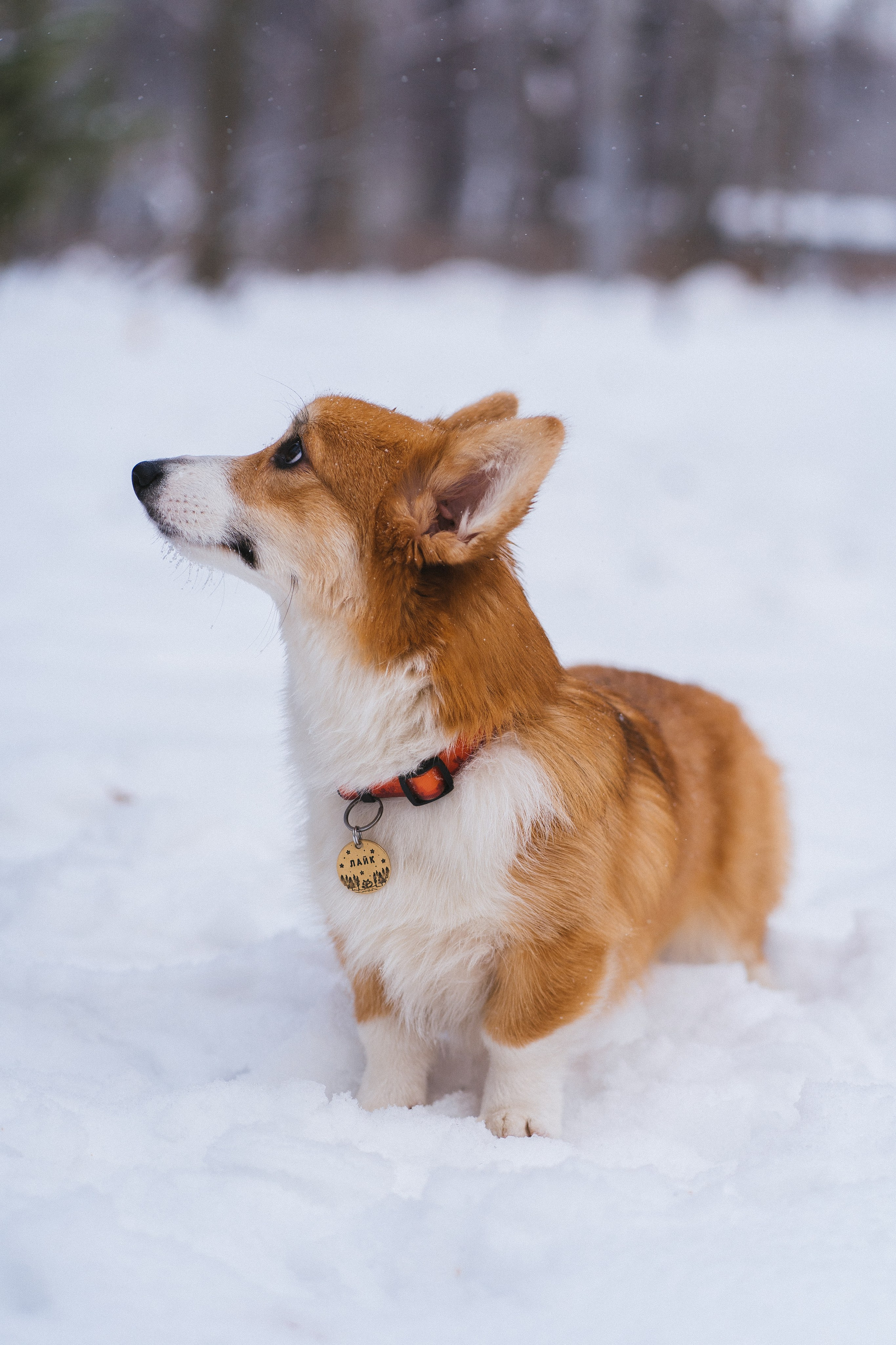 Агата и Лайк. Свадебный фотограф в Москве Анна Полушина