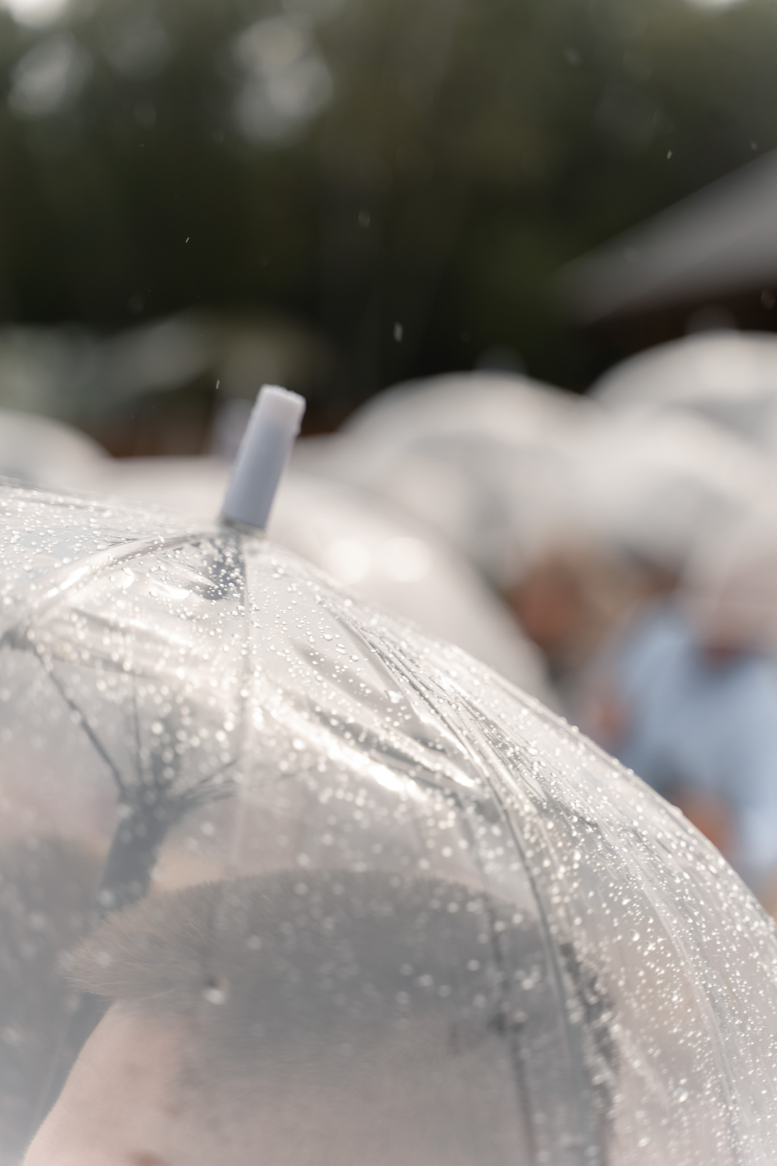 Максим и Лика. Свадебный и семейный фотограф в Новосибирске Наталья Зорина