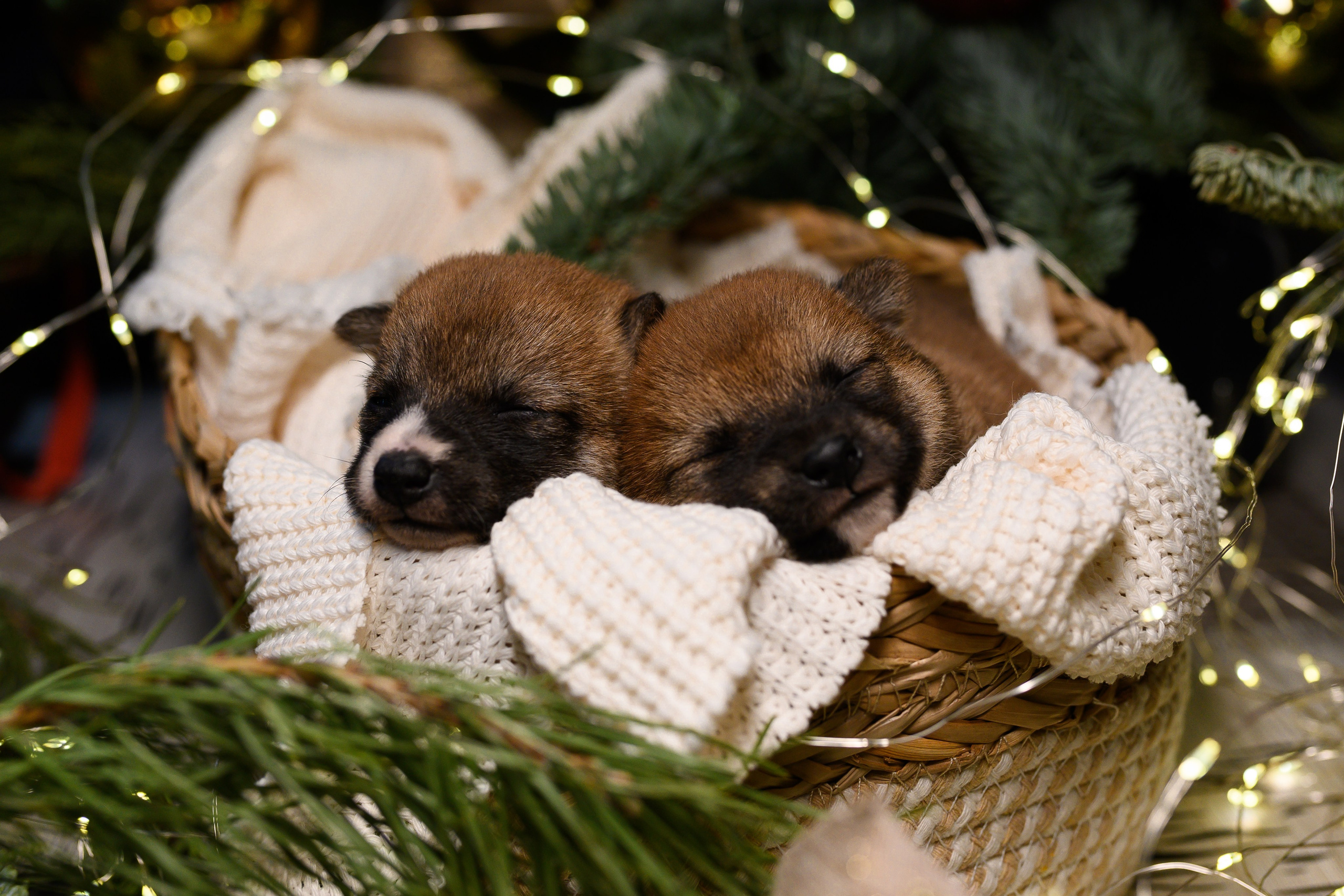 Мамесиба. Фотограф анималист в Москве Ольга Агушева