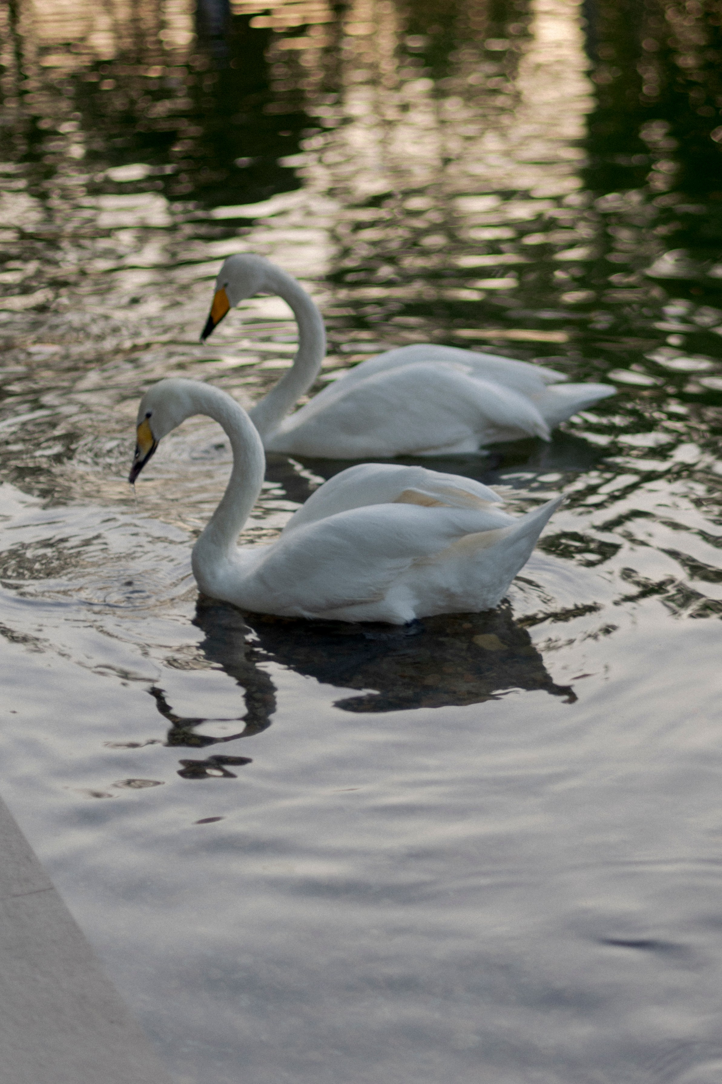 Свадебный и семейный фотограф в Новокузнецке Кемерово Новосибирске Богульская Ульяна