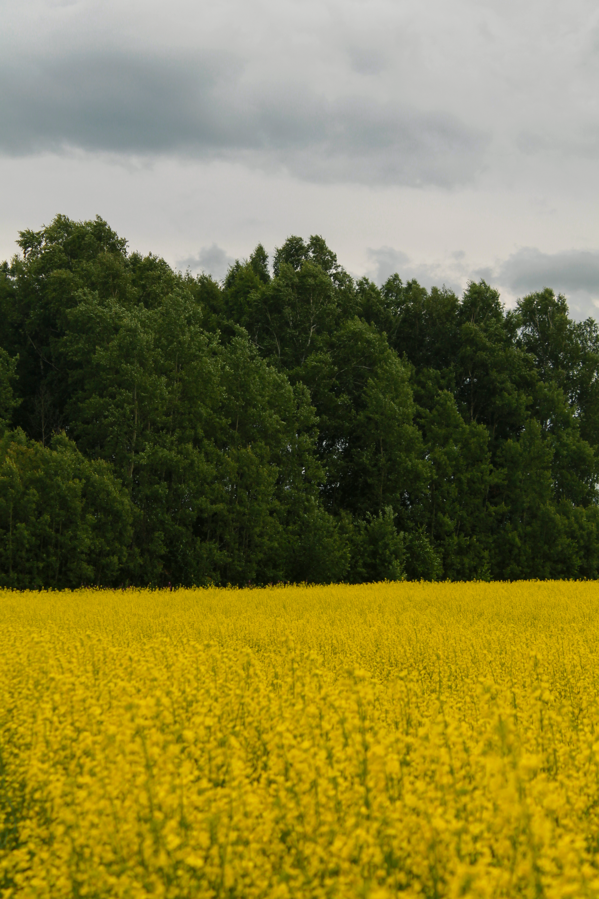 18.07.2022 | Красноярский край. Kuznetsov | Фотограф в Красноярске