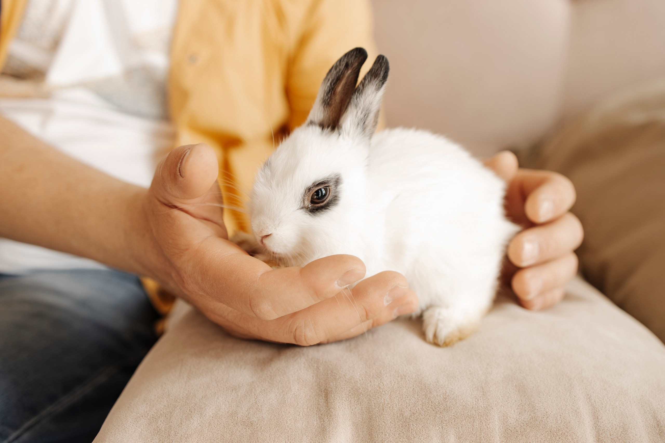 Кролик новостбирск