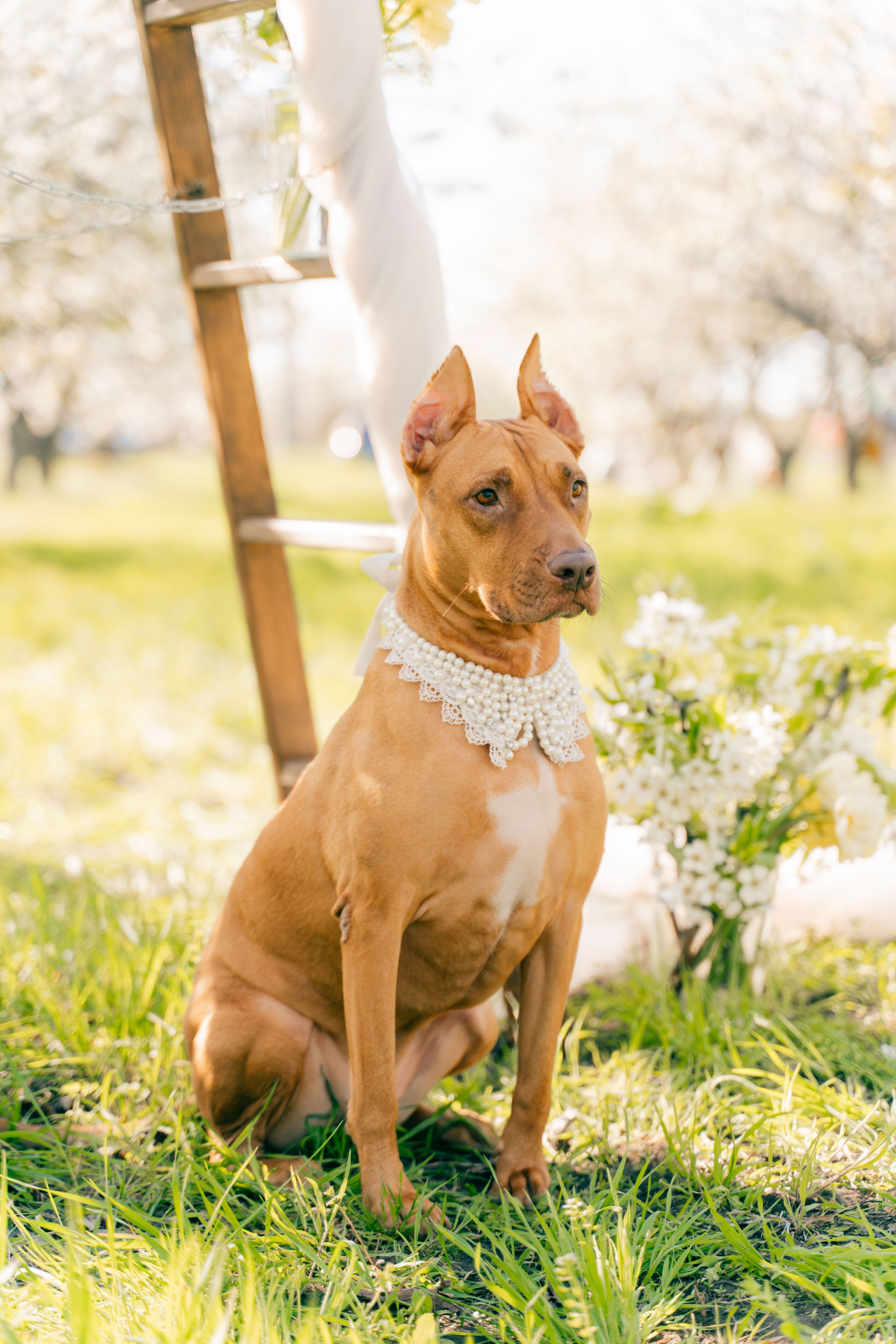 Цветущие сады. Семейный фотограф Новочеркасск