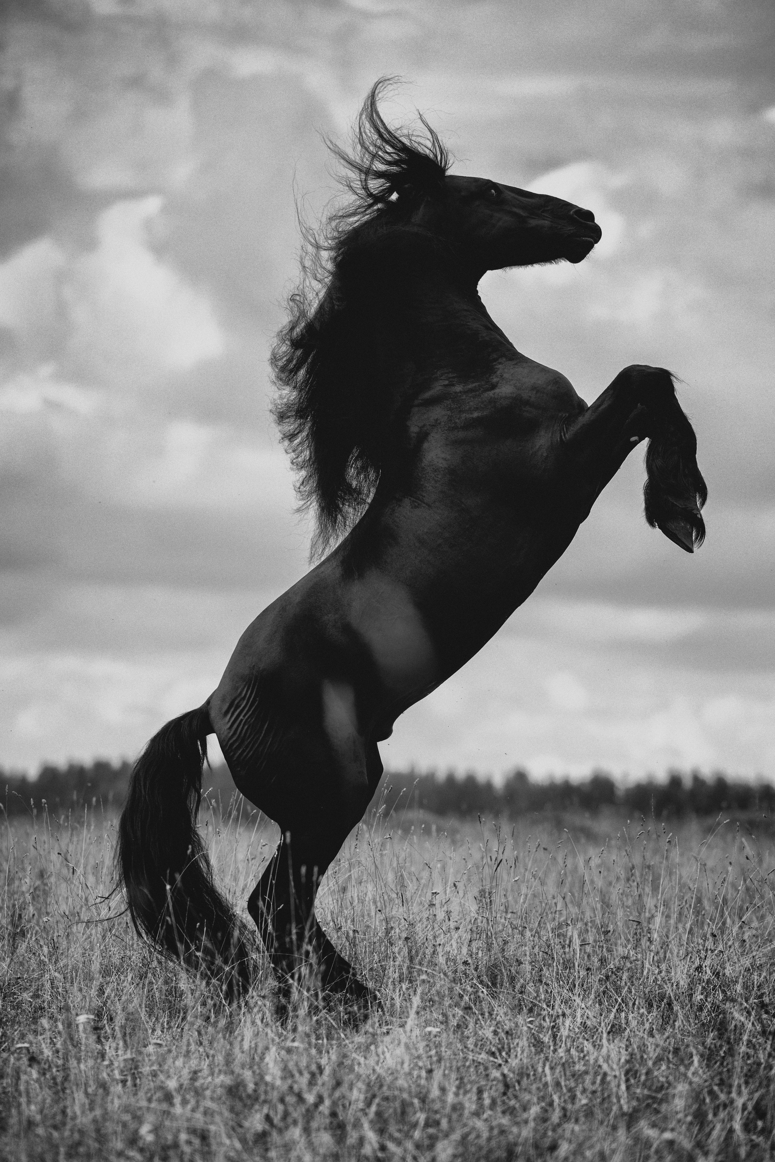 Art photos of horses — ARTUR BABOEV | Photographer