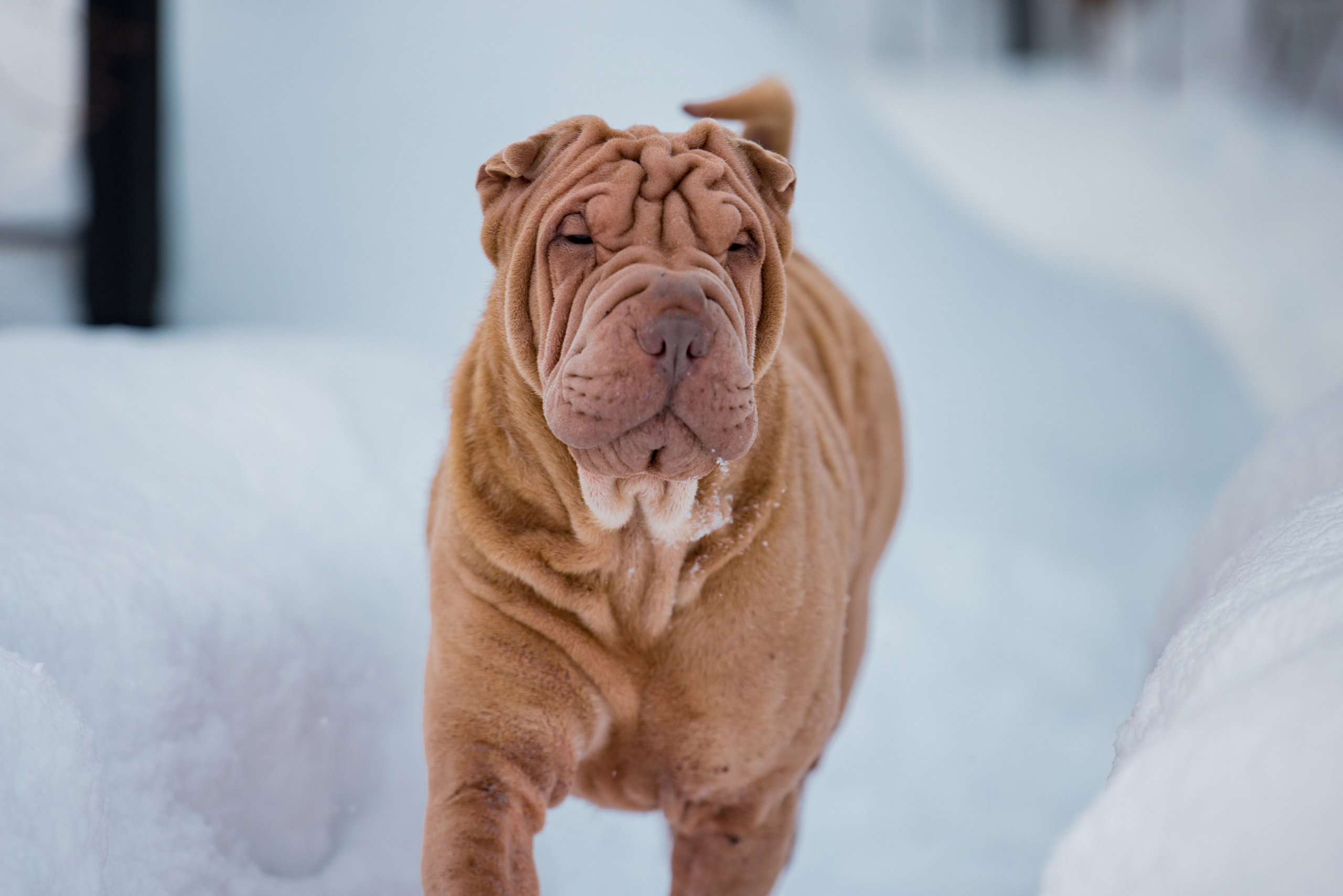 В гостях у шарпеев 16.01.2024. Фотограф-анималист Юлия Германика