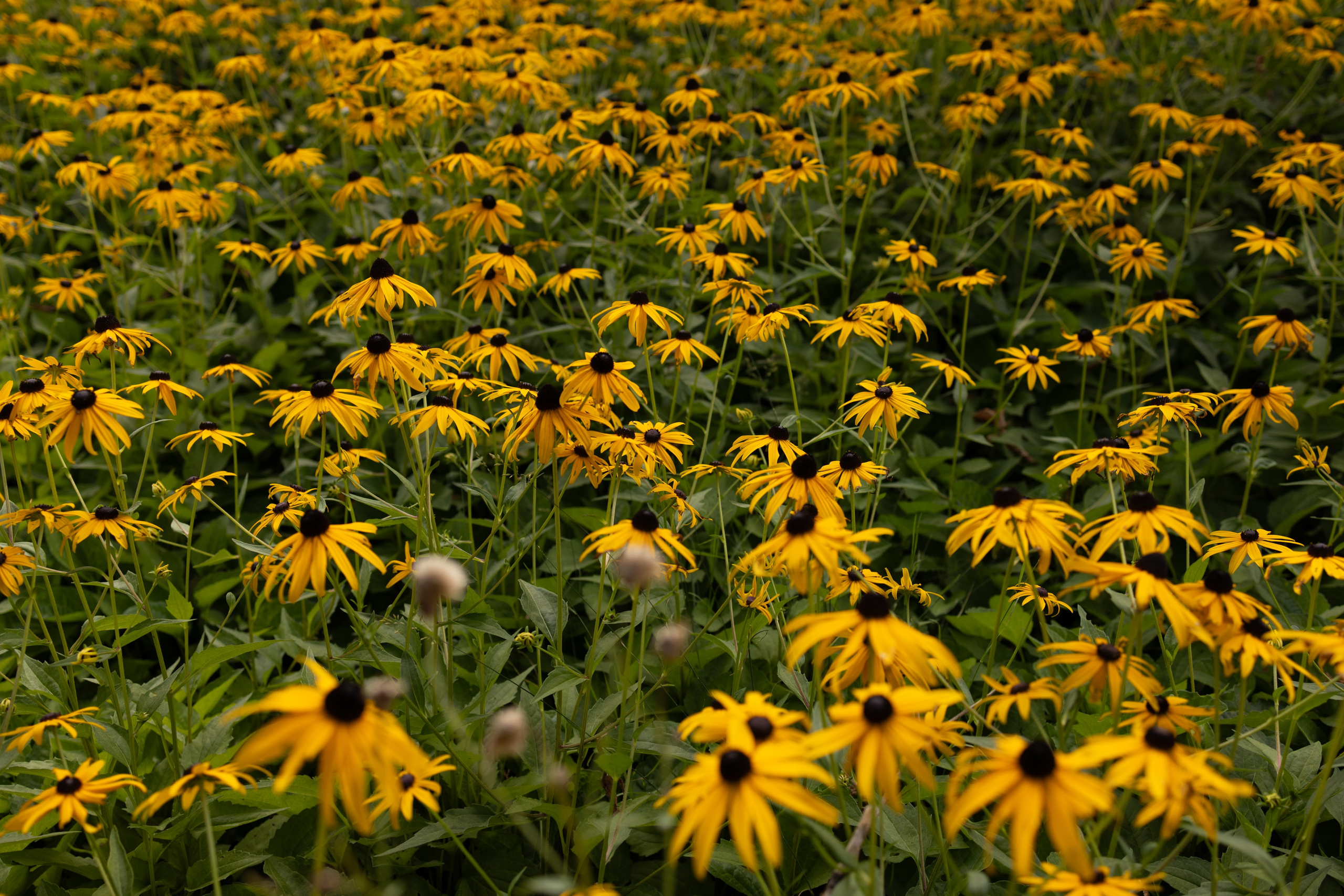 Фото Москвы. Студия Максима Белослюдцева