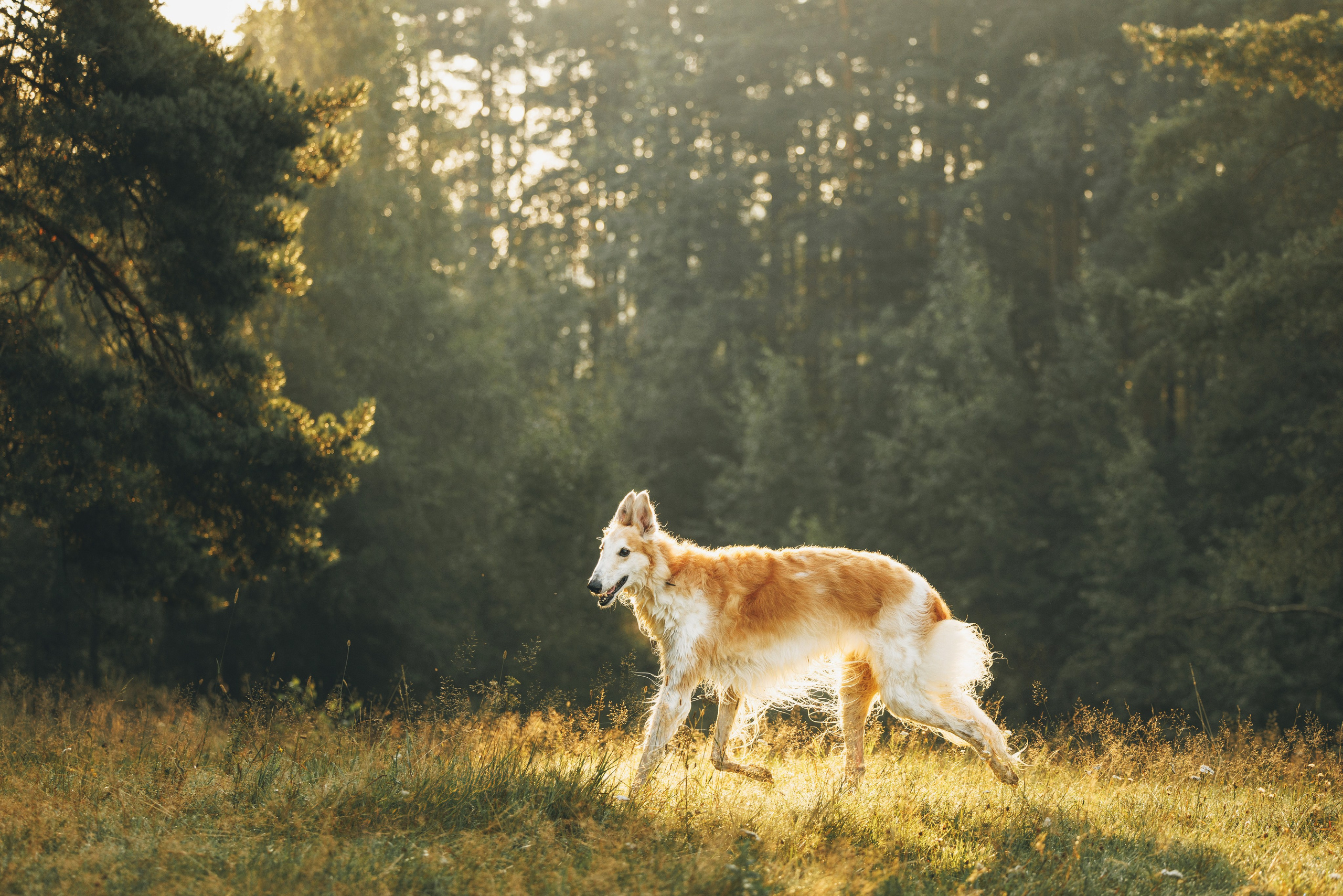 Сергей, Оксана и Жара. Фотограф анималист Осипчикова Мария