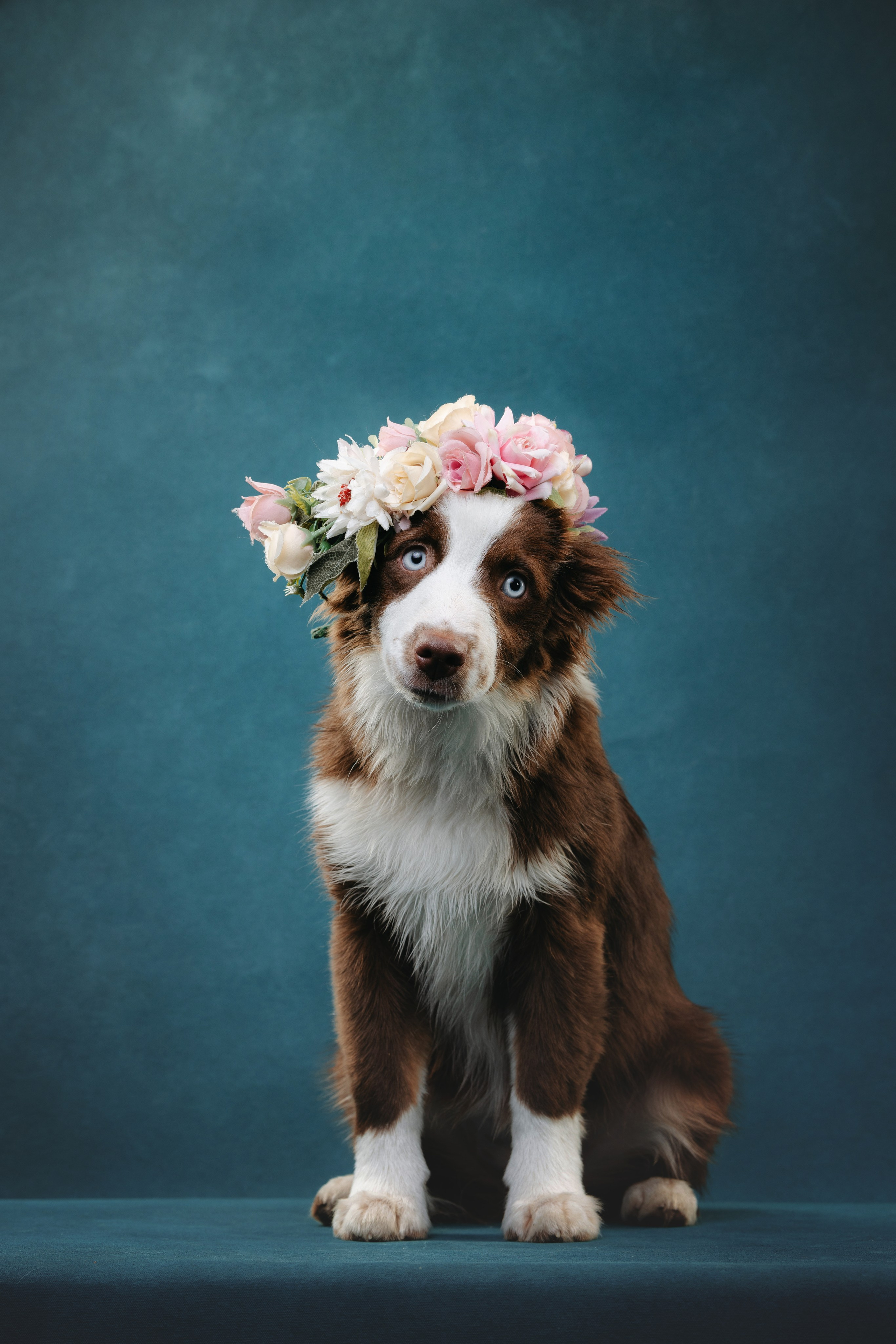 Миниаусси Дайс. Фотограф анималист Осипчикова Мария