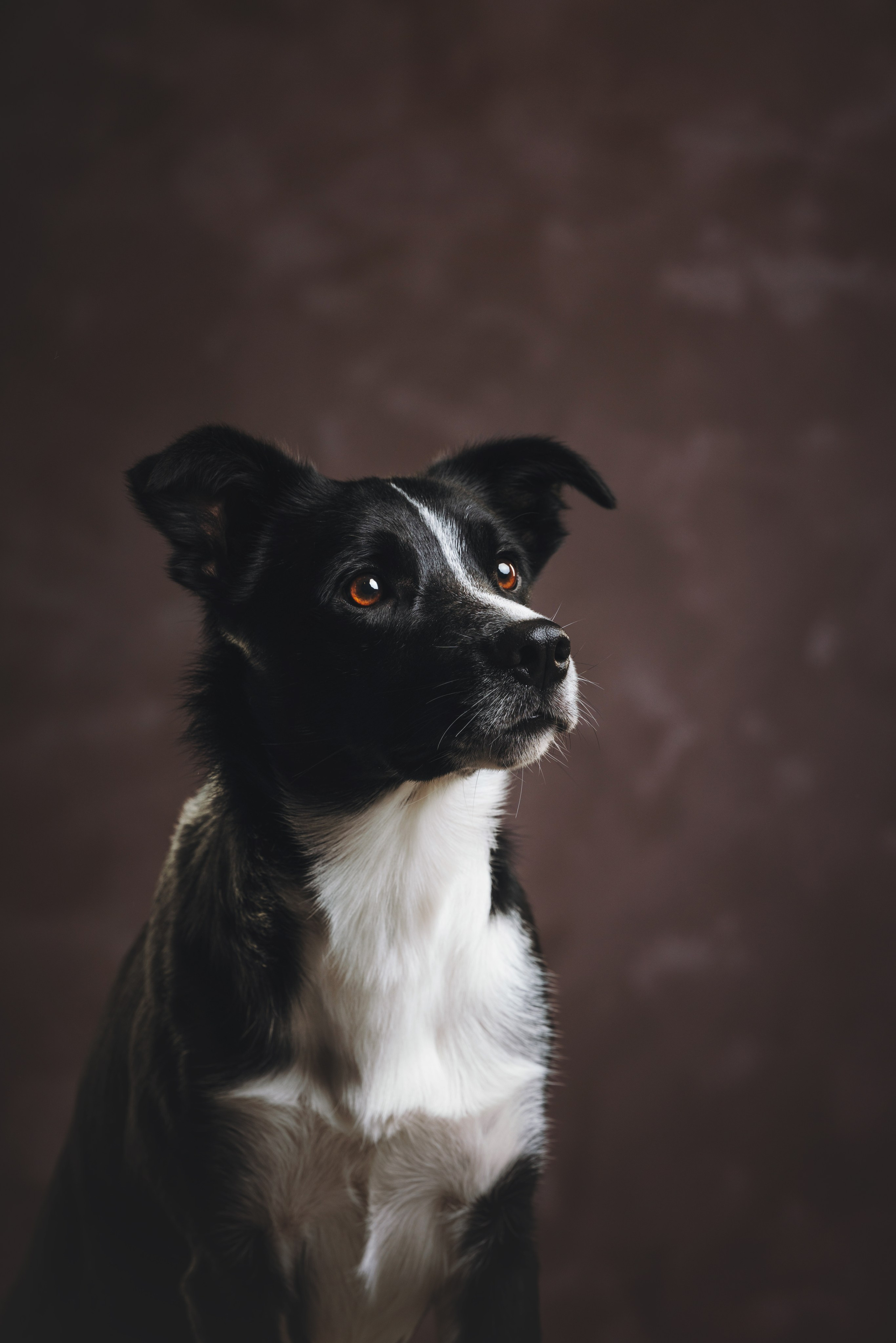 Бордер-колли. Фотограф анималист Осипчикова Мария