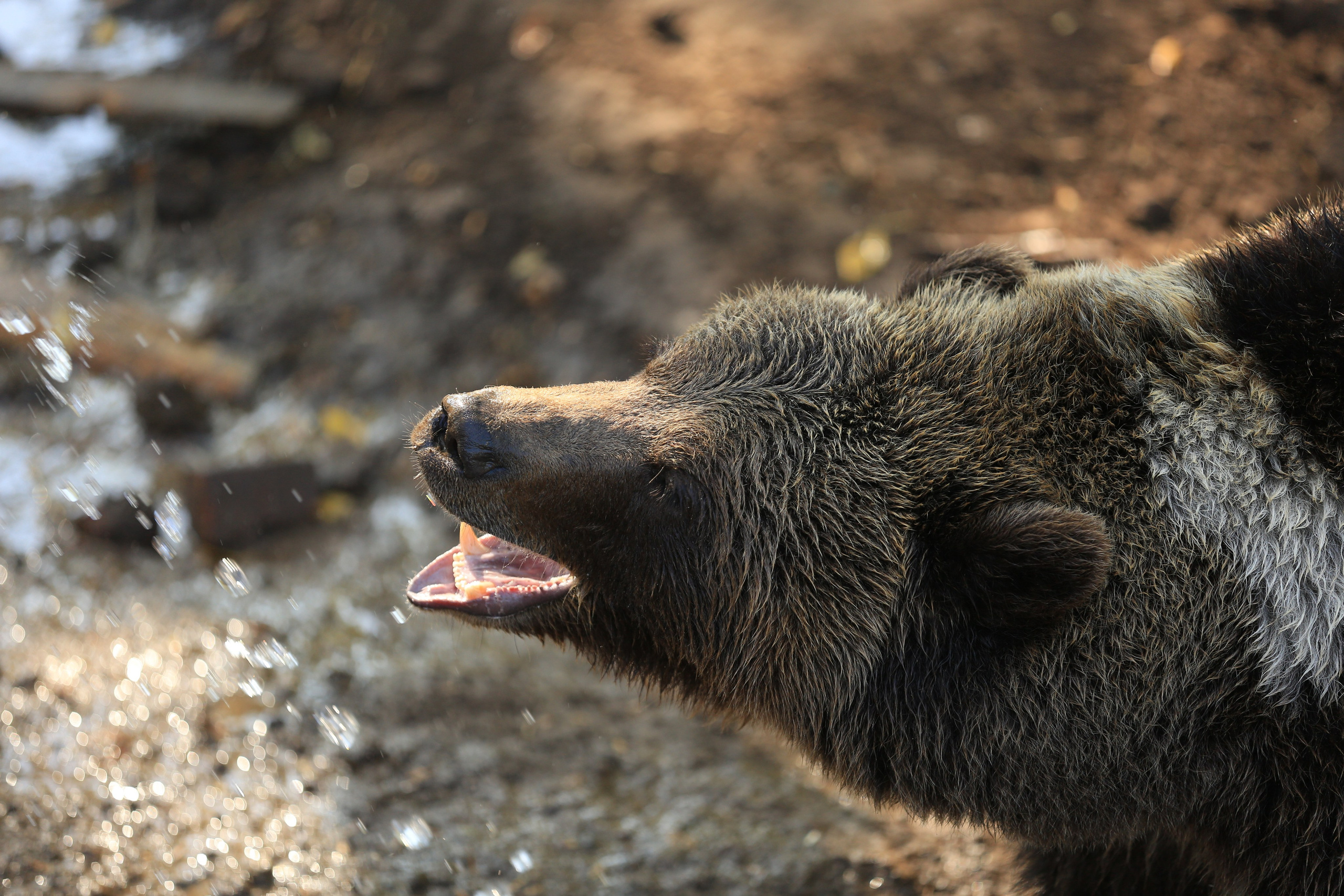 Медведь Мансур. Фотоальбом показывающий увлекательный мир авиации и мир медведей Андрея Иванова