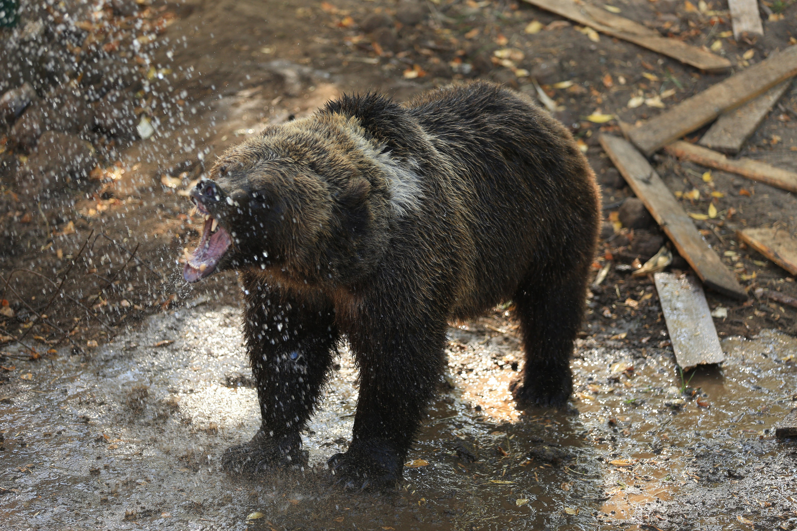 Медведь Мансур. Фотоальбом показывающий увлекательный мир авиации и мир медведей Андрея Иванова