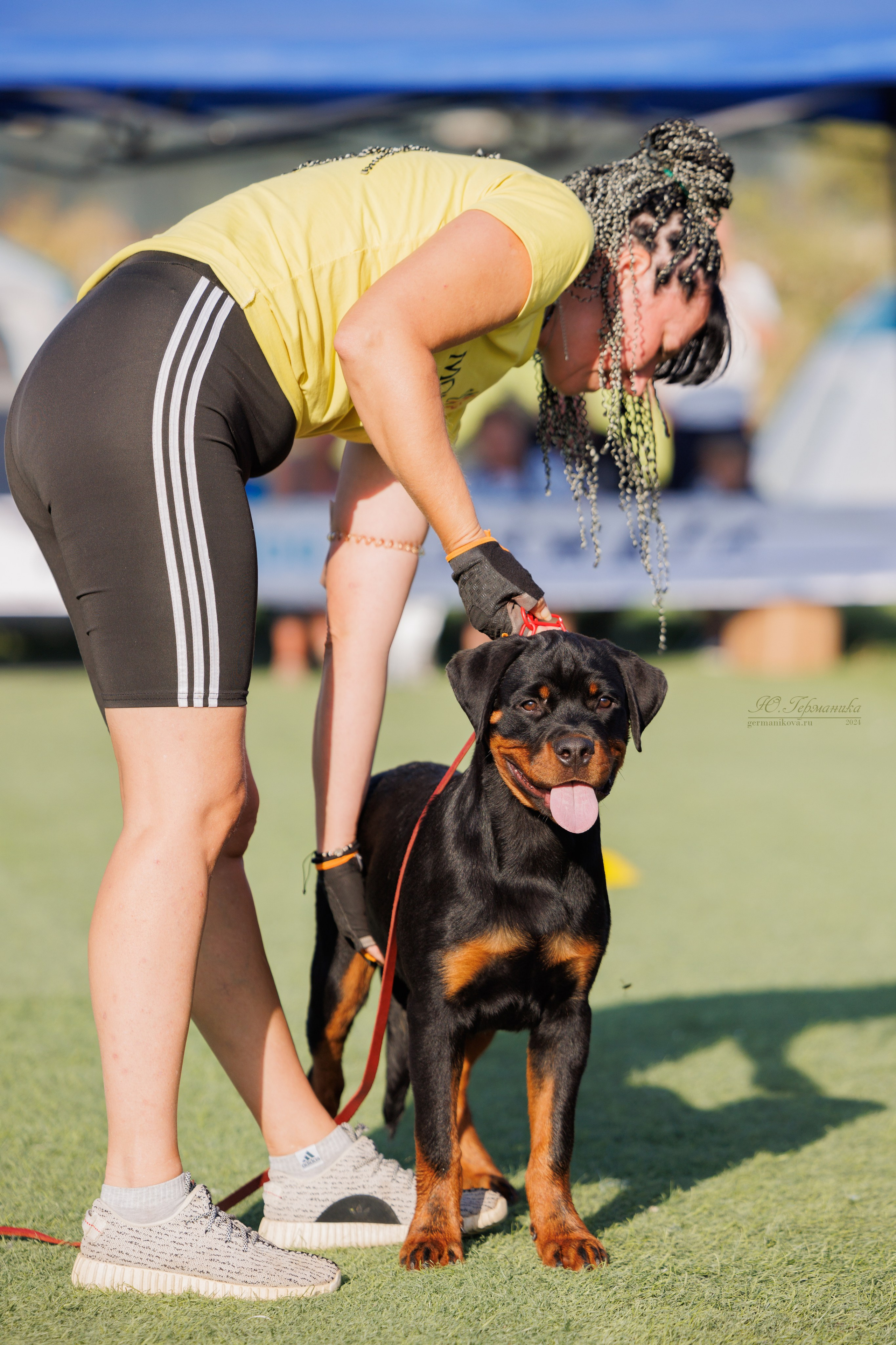 Анапа ротвейлеры 14-15.09.2024. Фотограф-анималист Юлия Германика