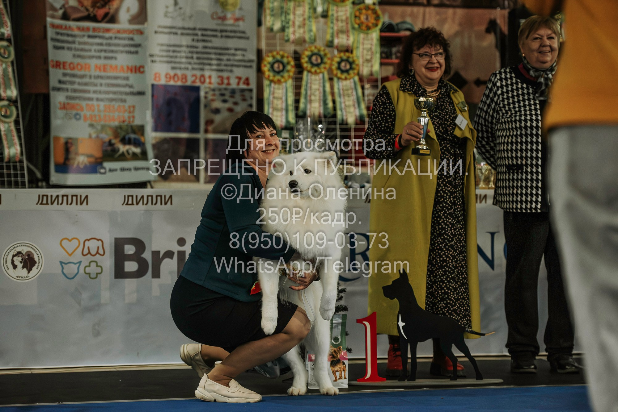 Выставка собак Красноярск 29.10.2023. Фотограф Диана Оленина Красноярск / Братск