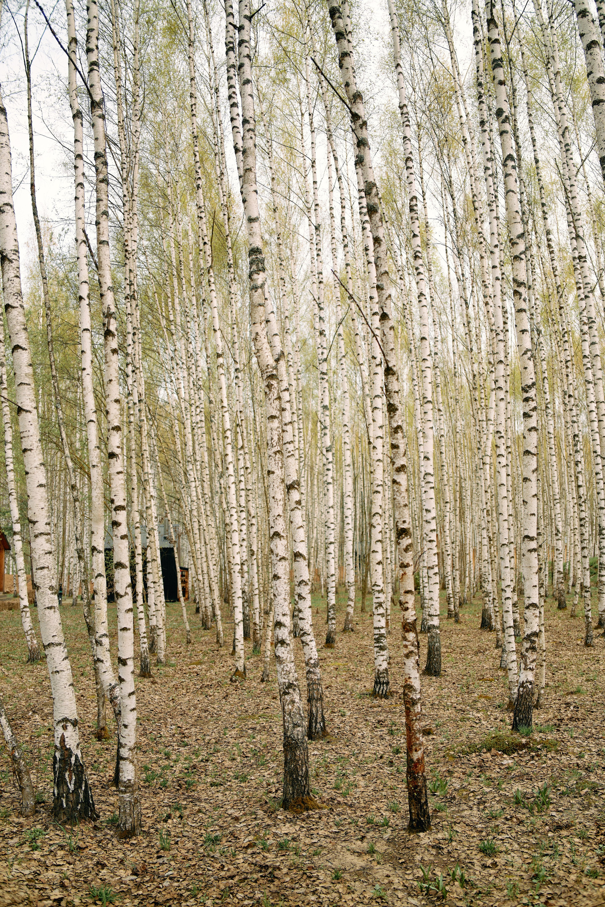 Бутик-отель Поле летом. Профессиональный Фотограф во Владимире, в Москве и в Суздале — Полина Романычева