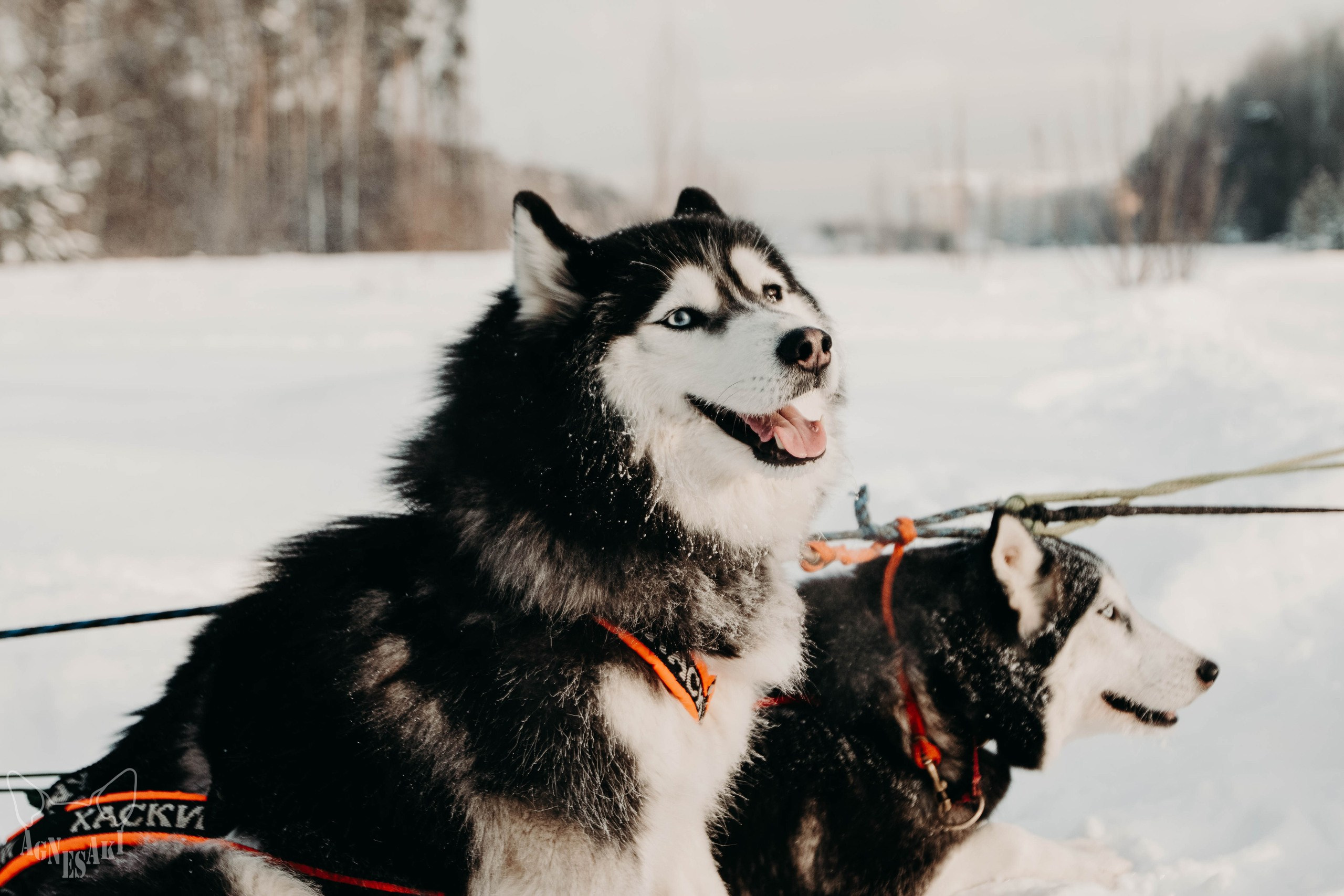 Артем и Елена. Agnes Aki  Твой НЮ фотограф в Москве